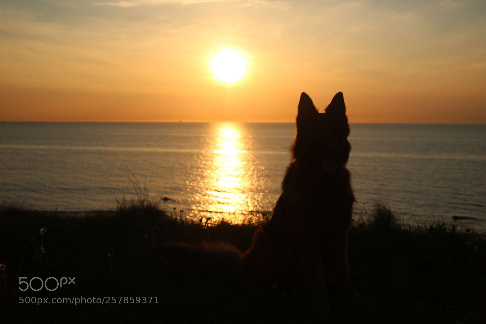 Canon EOS 760D (EOS Rebel T6s / EOS 8000D) sample photo. My dog in the photography