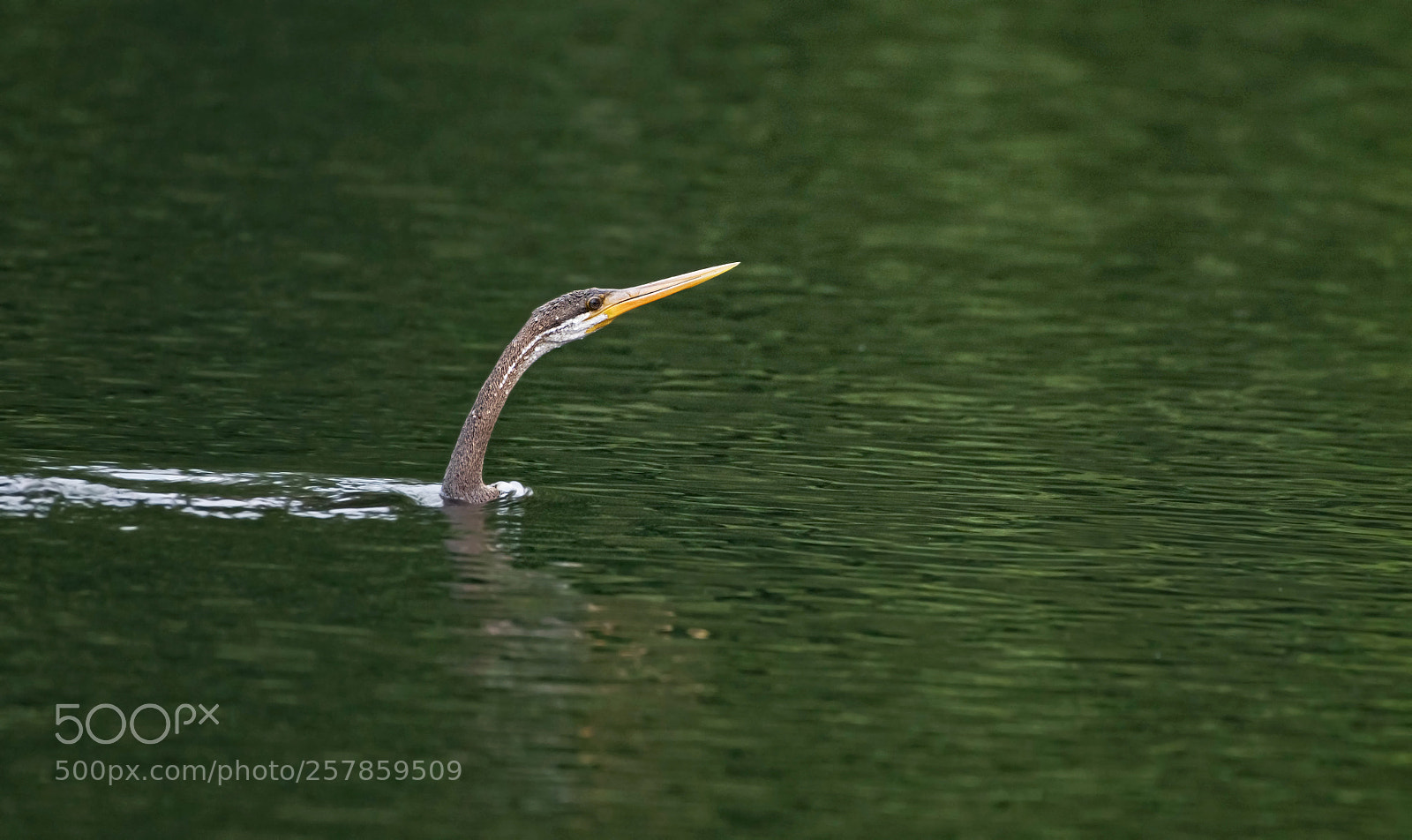 Nikon D500 sample photo. Oriental darter photography