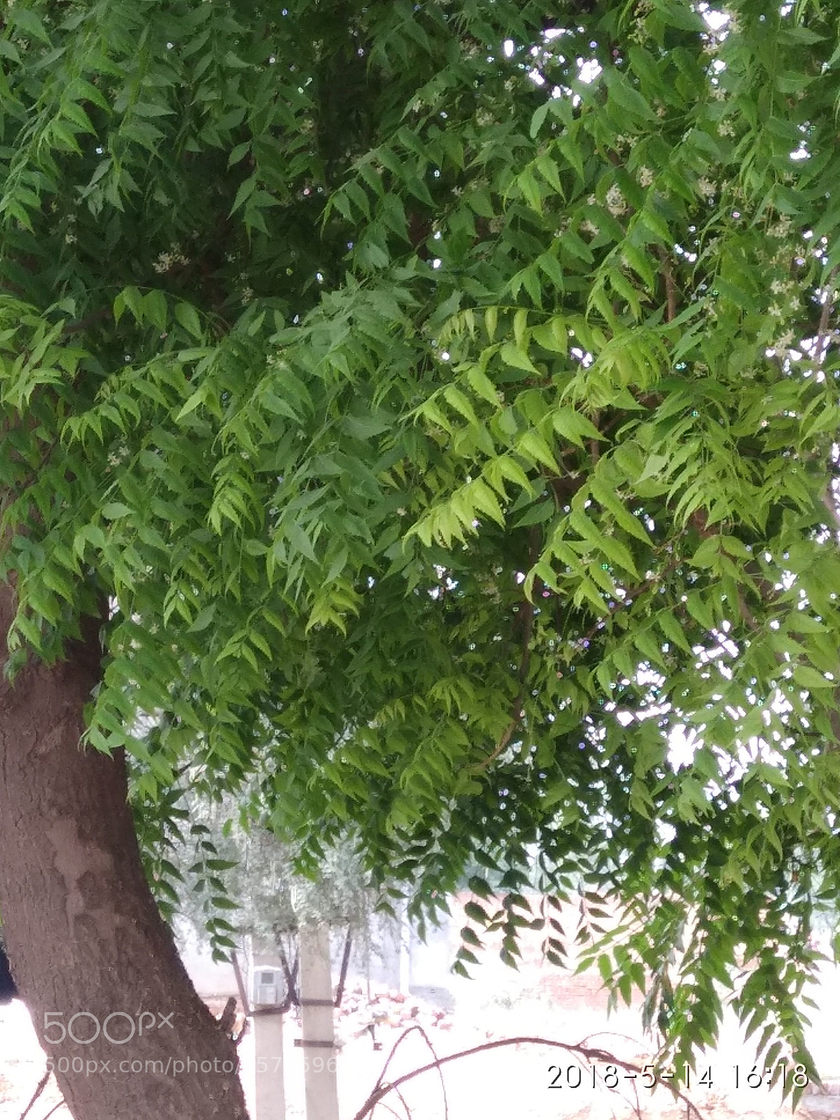Xiaomi Redmi Note 4 sample photo. Untitled photography