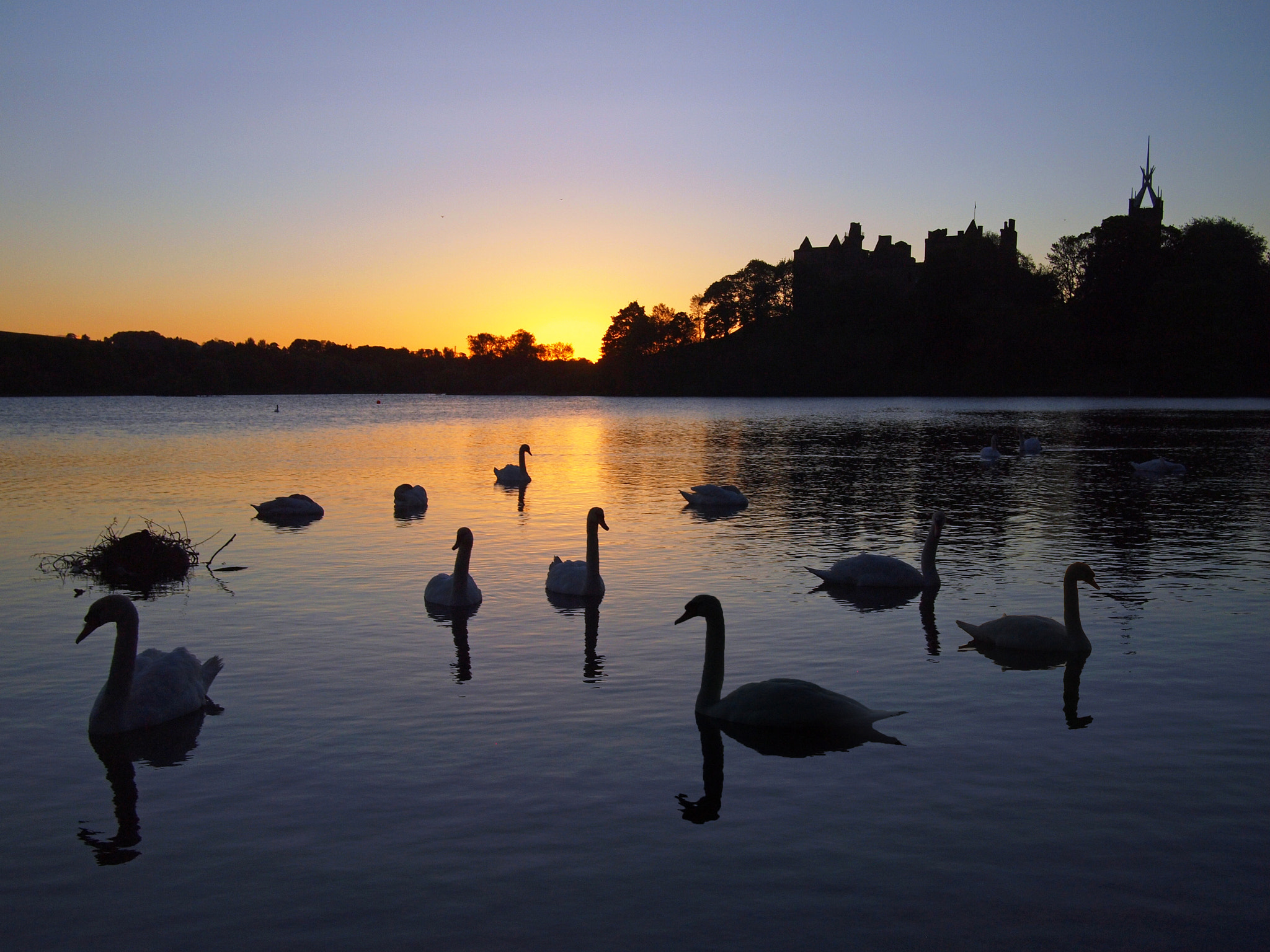Olympus PEN E-P1 sample photo. Black swans in a linlithgow dawn photography