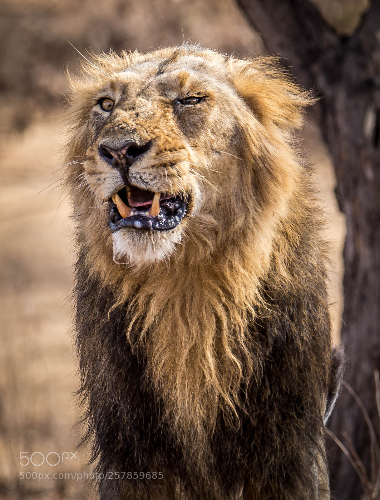 Canon EOS 6D sample photo. Lion portrait photography