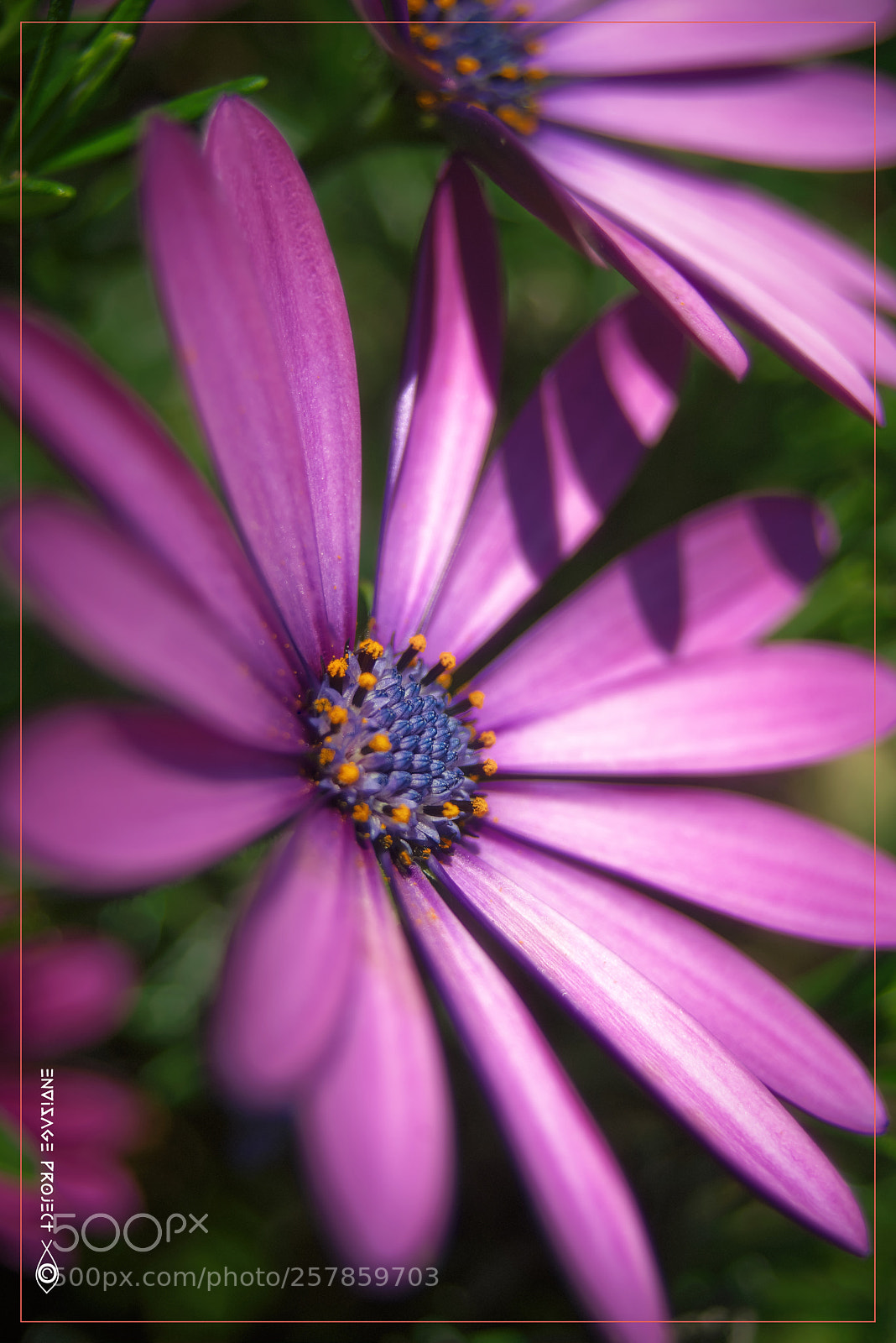 Sony a7R sample photo. Deep pink photography
