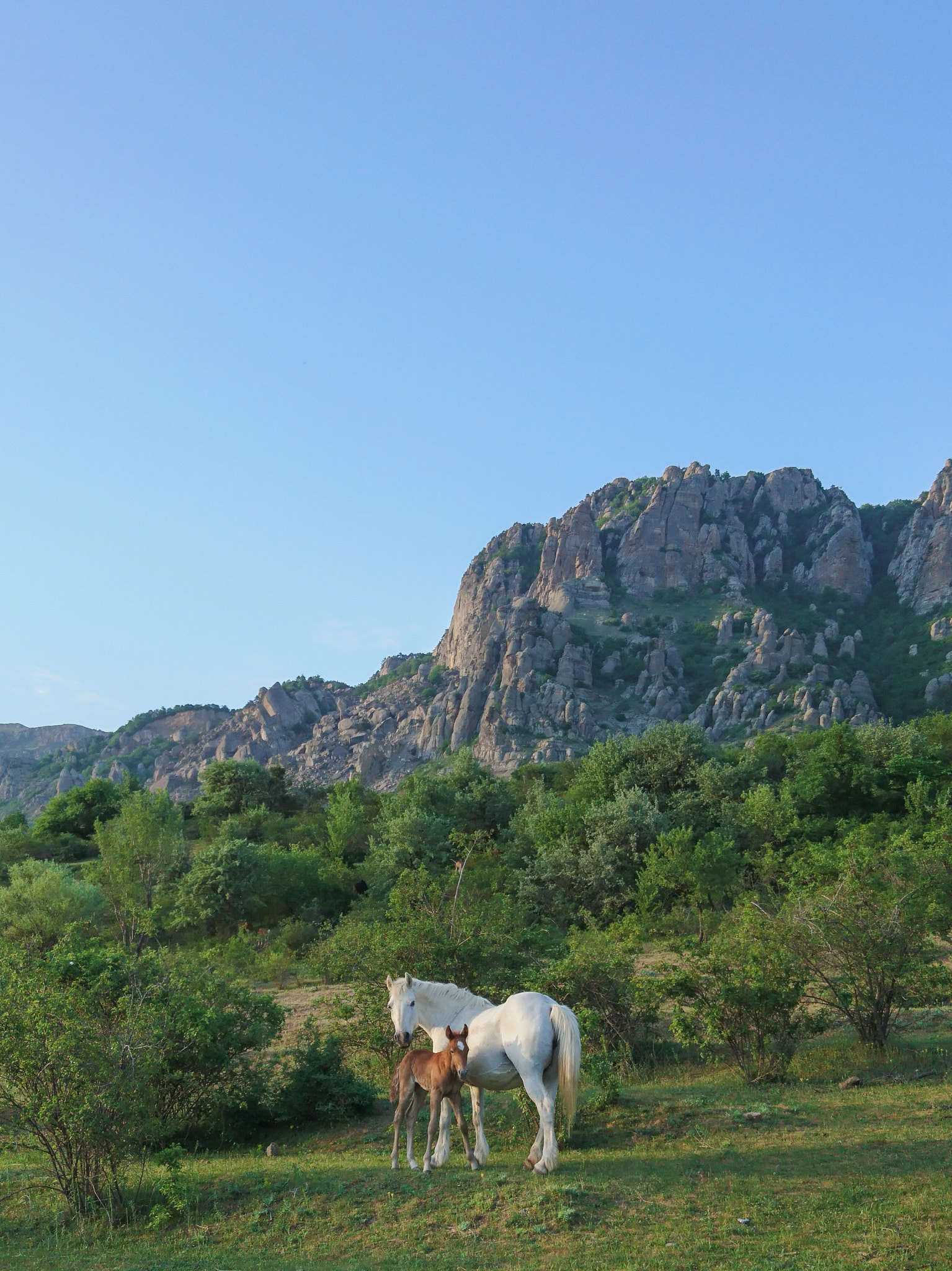 Sony Xperia X sample photo. Horses photography