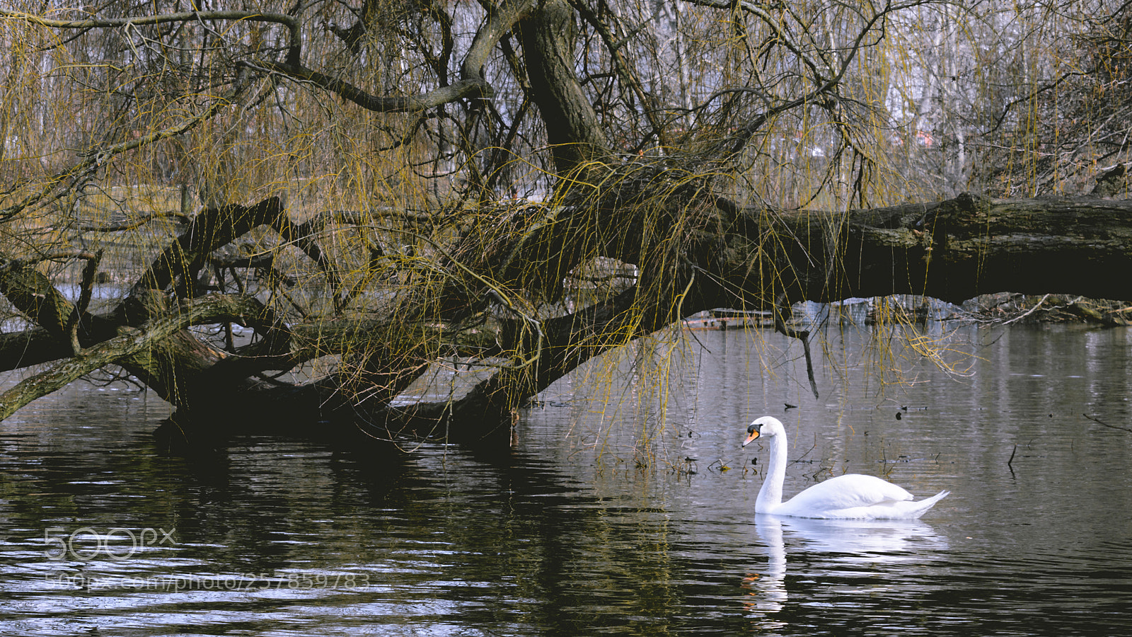 Nikon D3300 sample photo. First signs of spring photography