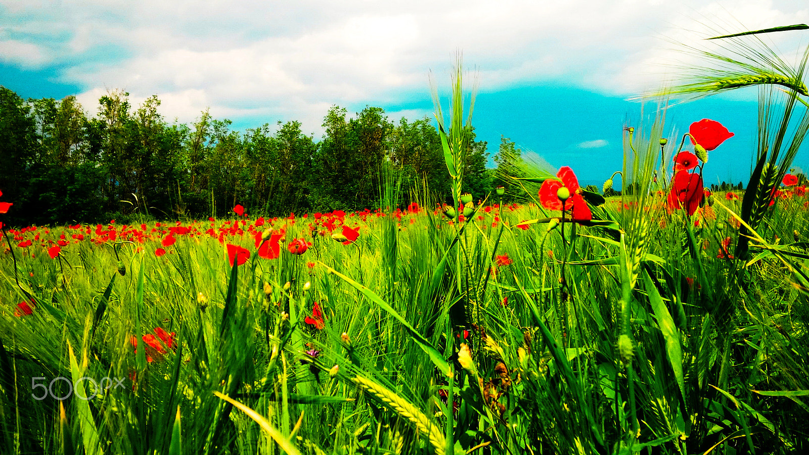 BlackBerry Z10 sample photo. Summertime photography