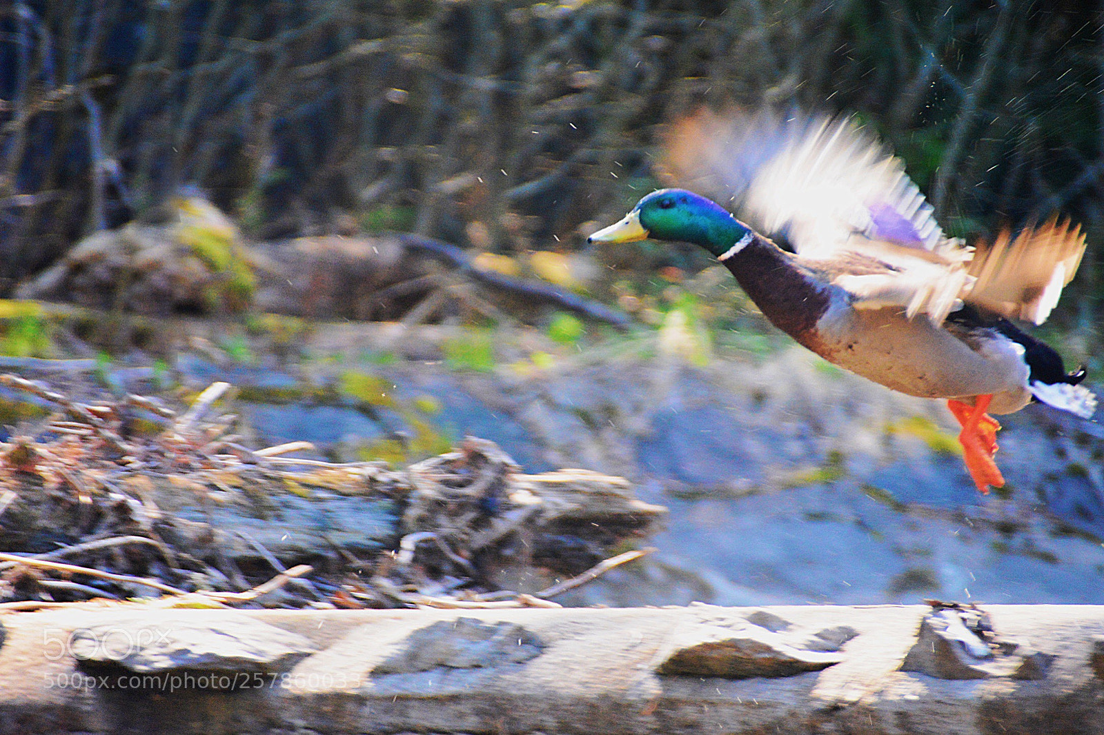 Nikon D7100 sample photo. L’envol photography