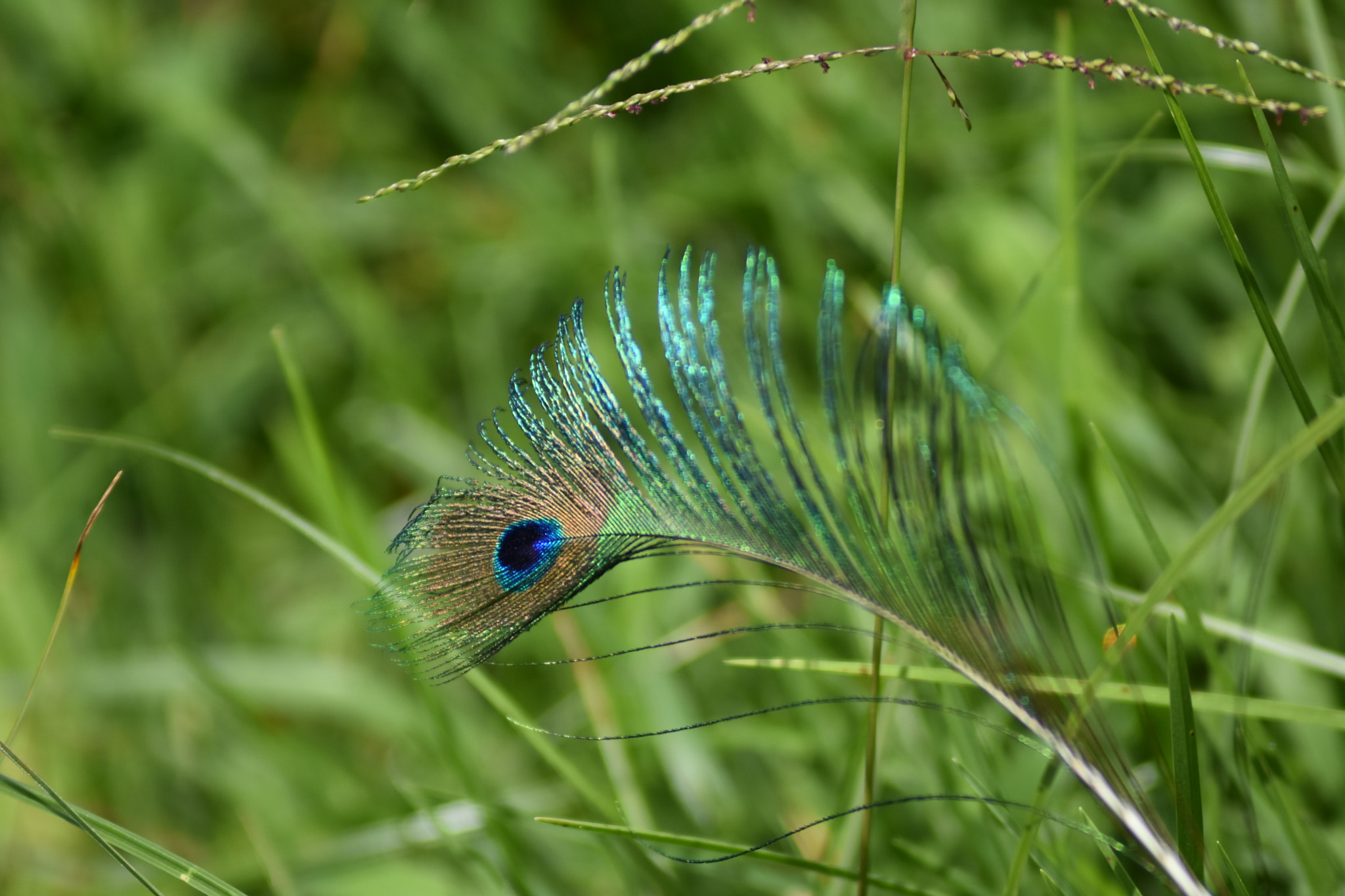 AF Zoom-Nikkor 80-200mm f/4.5-5.6D sample photo. Peacock feather photography