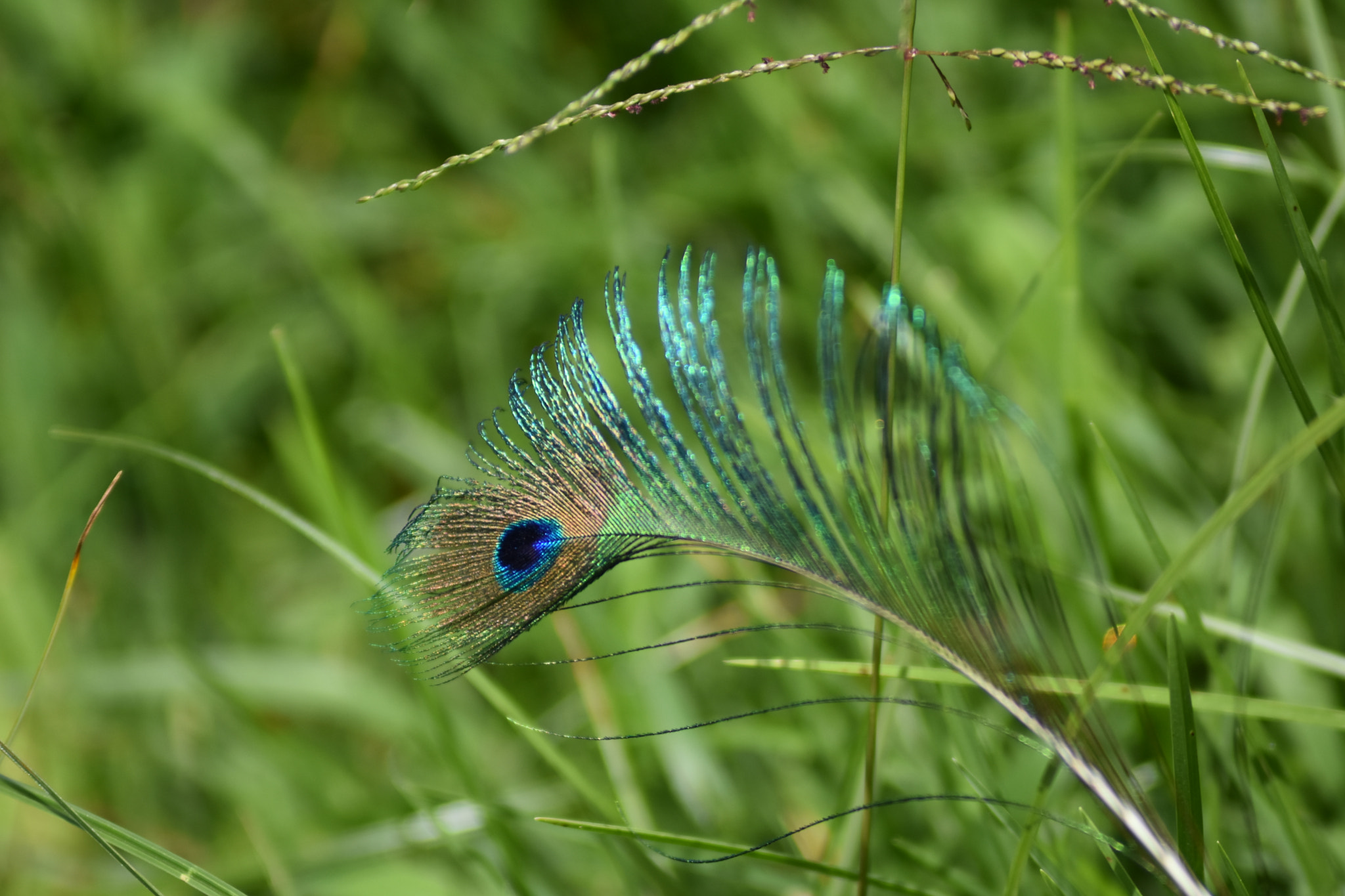 Nikon D7200 + AF Zoom-Nikkor 80-200mm f/4.5-5.6D sample photo. Peacock feather photography