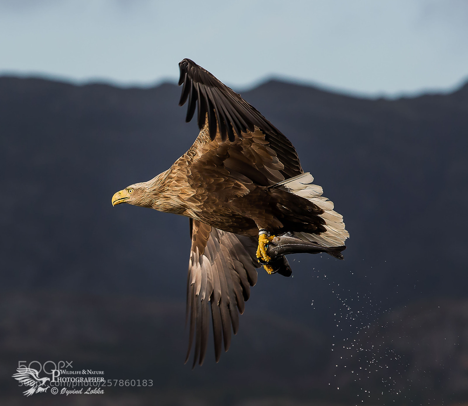 Canon EOS-1D X sample photo. White tailed eagle photography