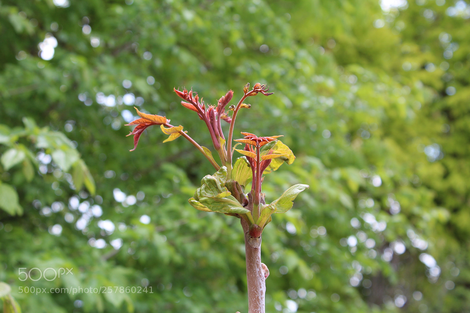Canon EOS 1300D (EOS Rebel T6 / EOS Kiss X80) sample photo. Brote acacia photography