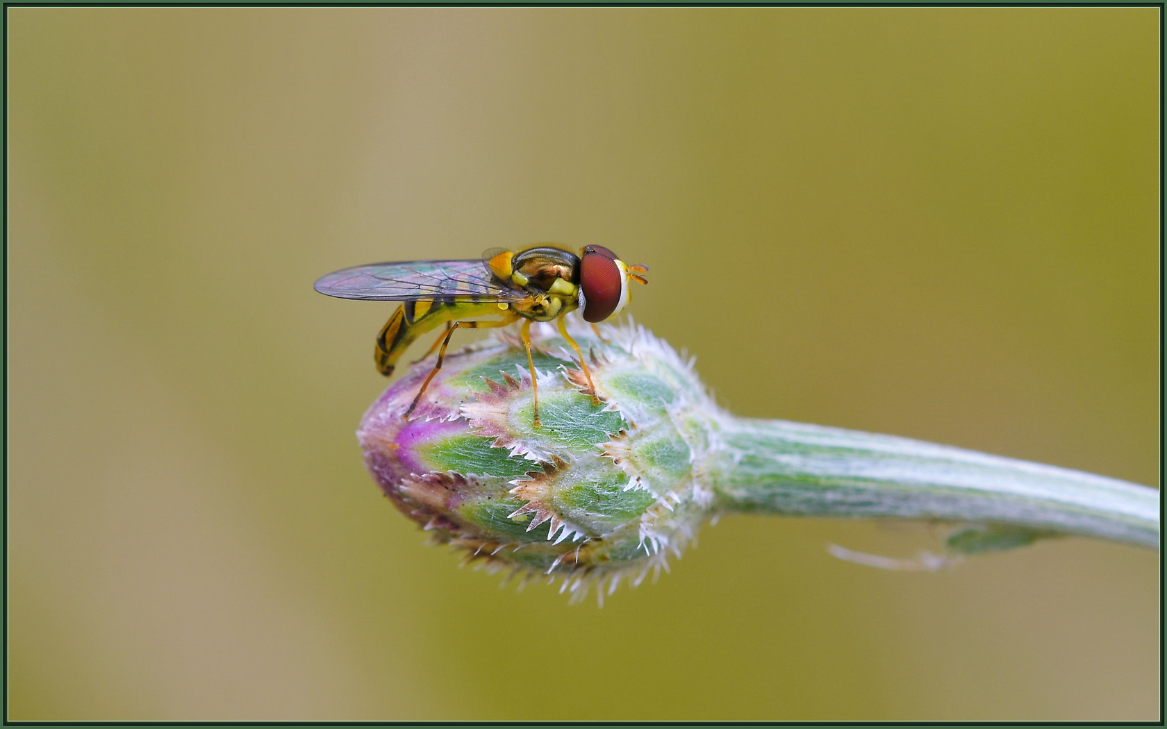 Nikon D850 + Sigma 105mm F2.8 EX DG OS HSM sample photo. I see you photography