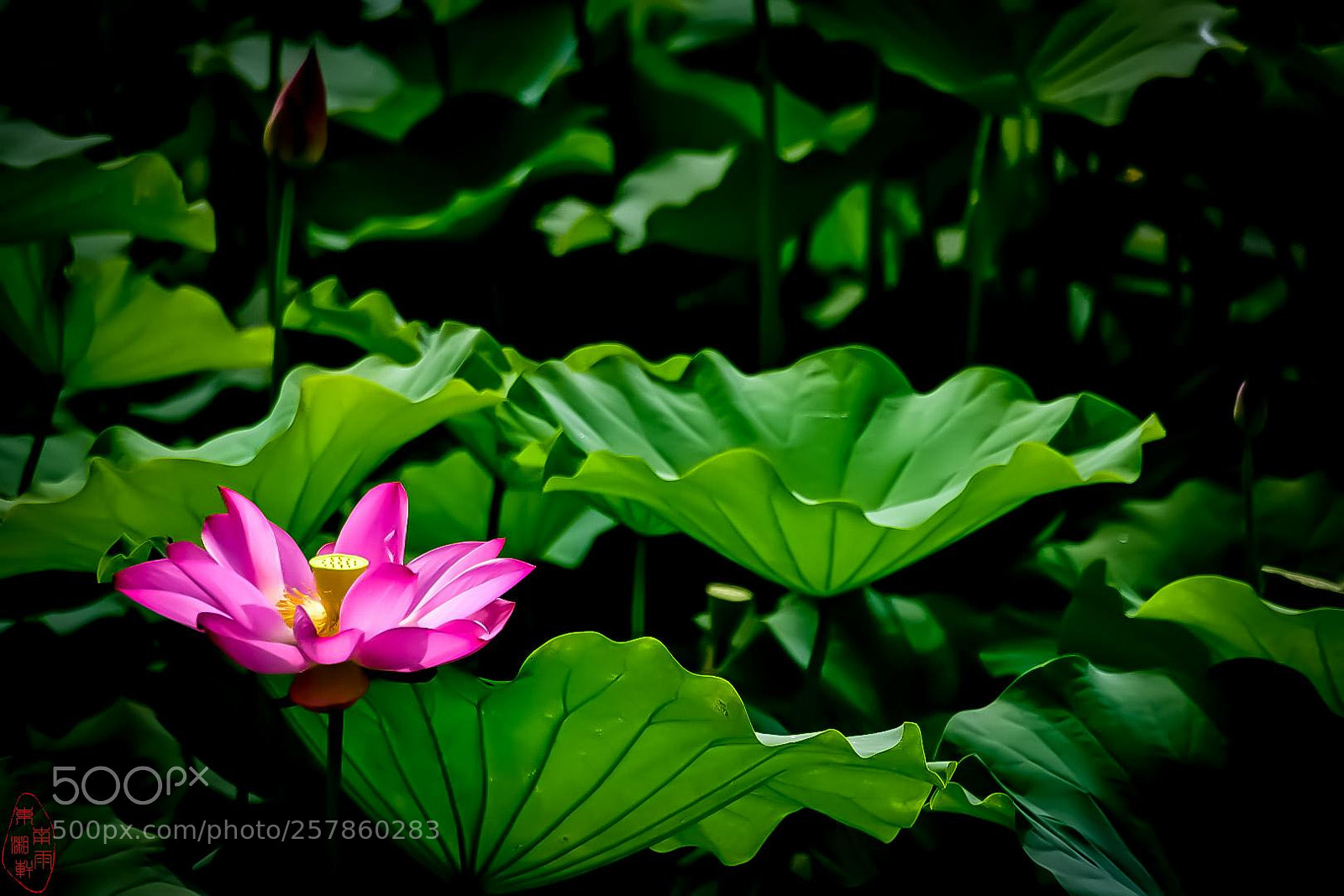 Nikon D500 sample photo. Untitled photography