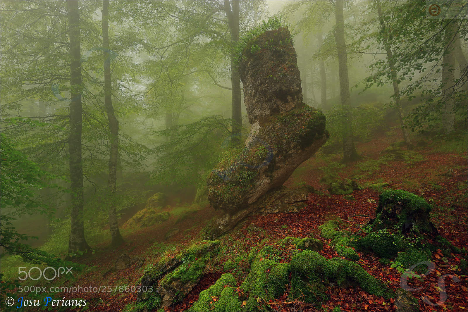 Canon EOS 5D Mark II sample photo. Criaturas del bosque photography