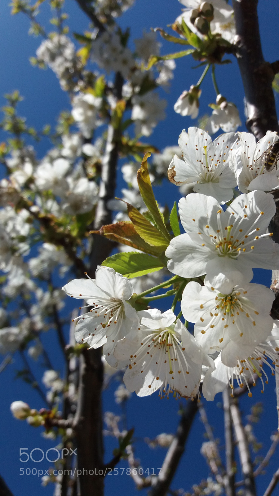 Samsung Galaxy J5 sample photo. Flowers photography