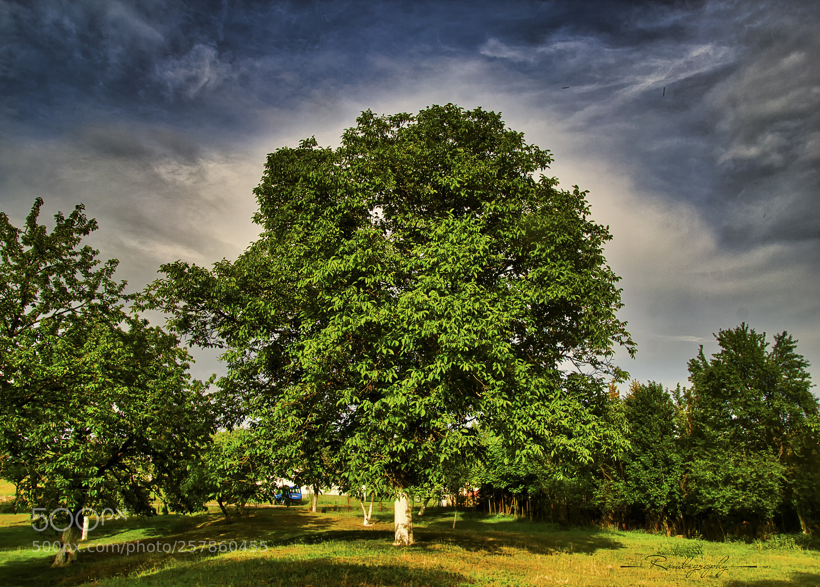 Canon EOS 600D (Rebel EOS T3i / EOS Kiss X5) sample photo. Tree at the garden photography