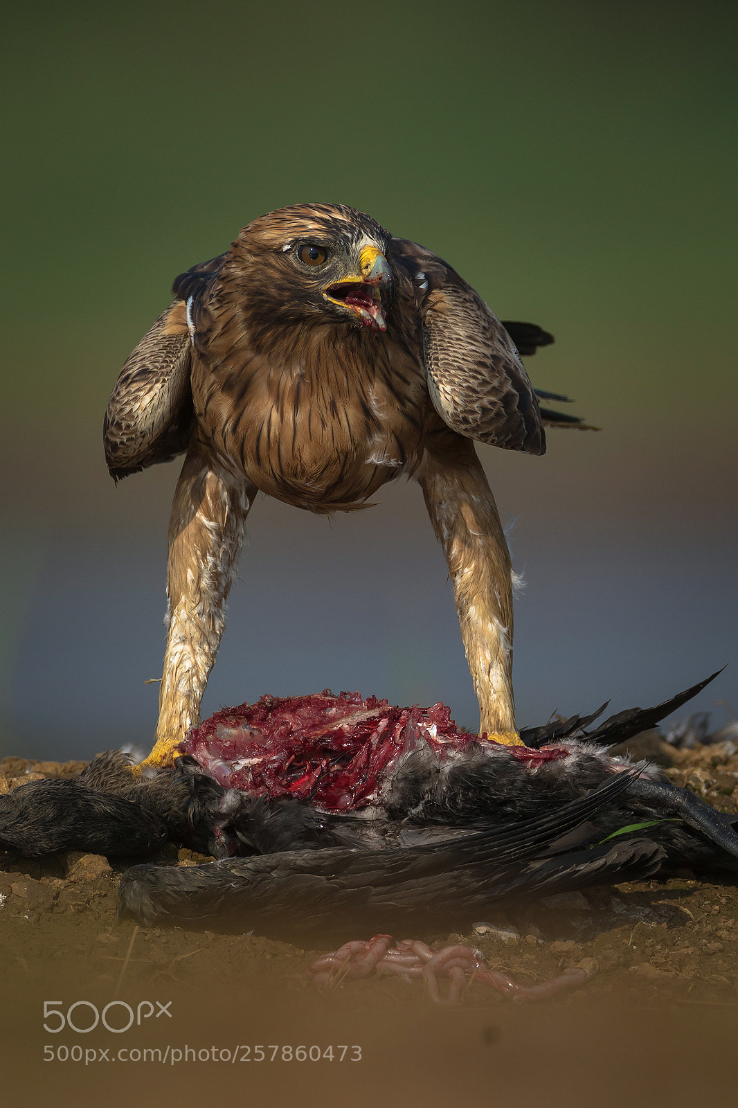 Canon EOS 7D Mark II sample photo. Booted eagle feasting photography