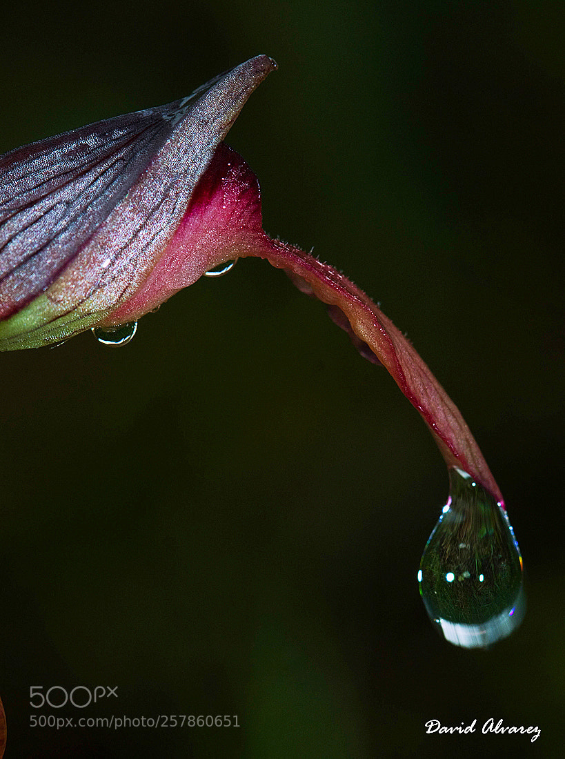 Canon EOS 50D sample photo. Drops in an orchid photography