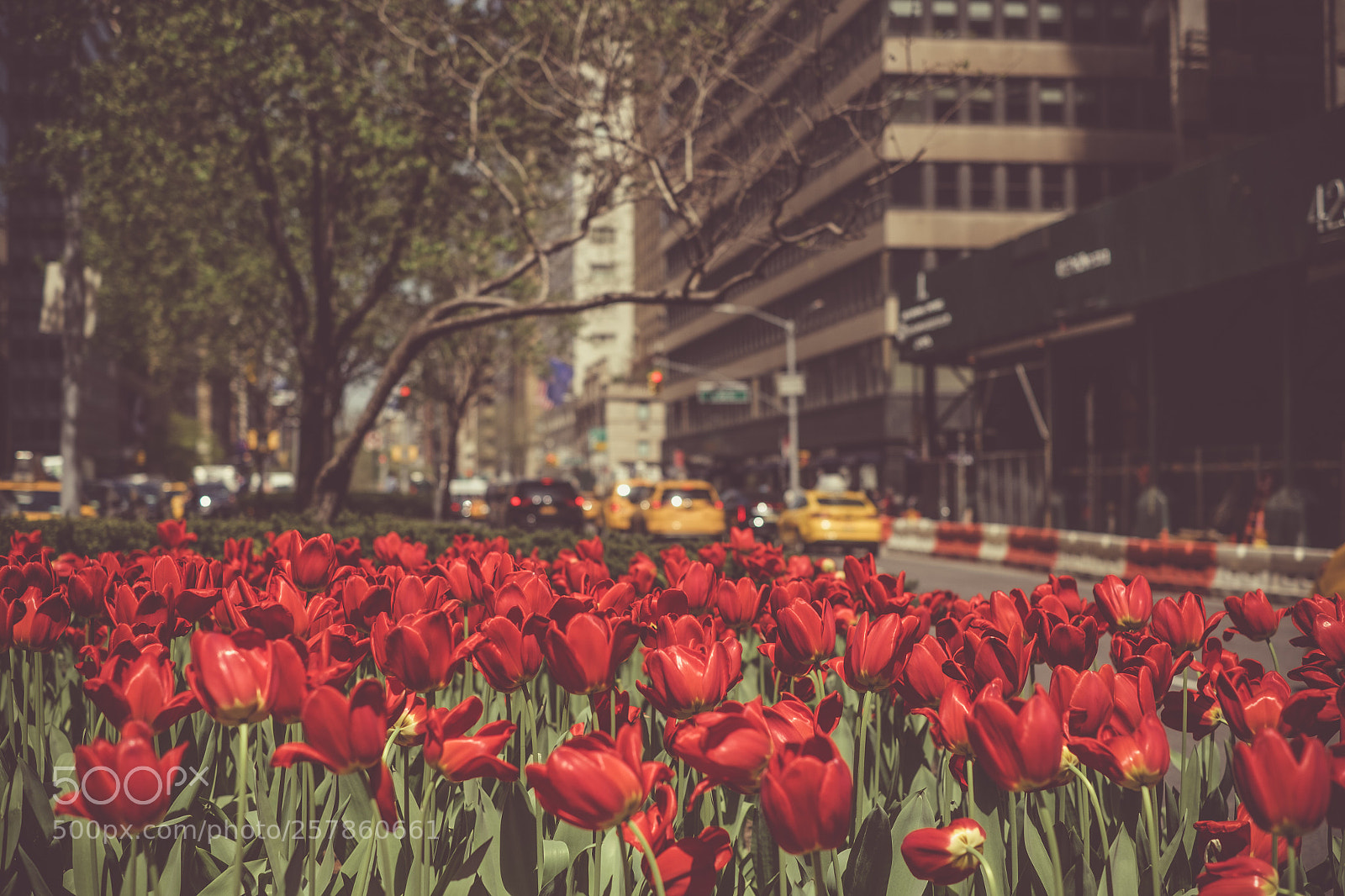 Fujifilm X-T10 sample photo. Nature and the city.. photography