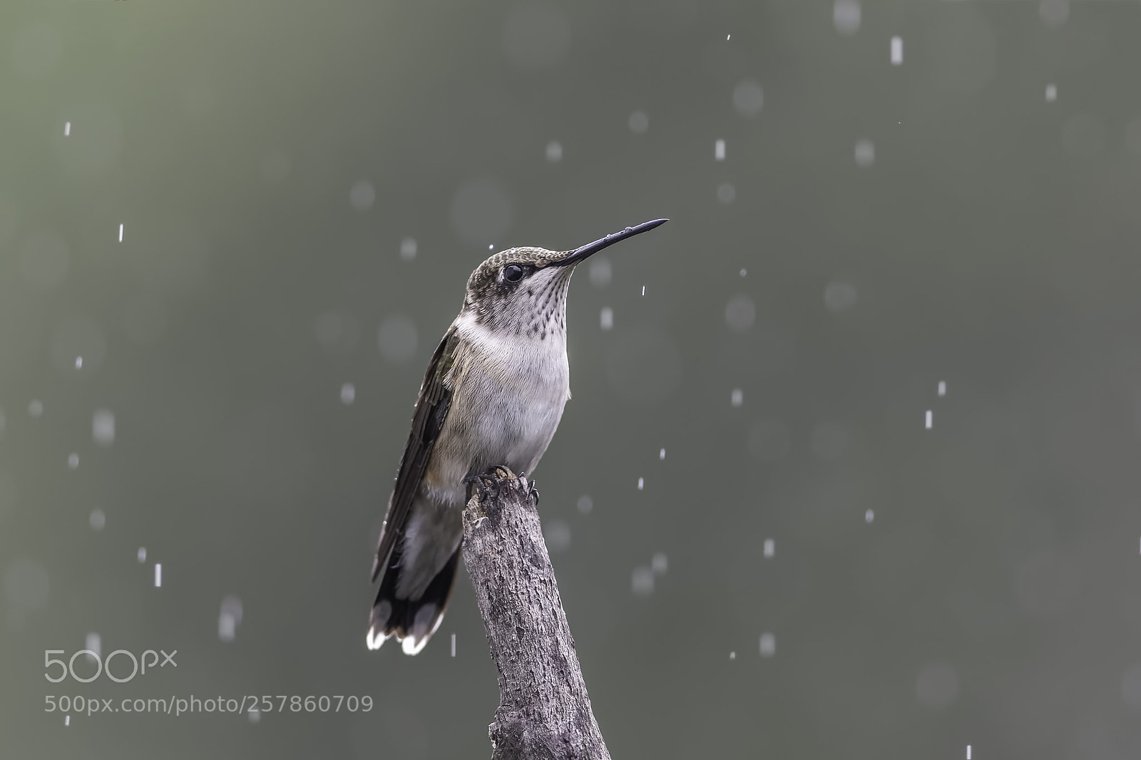 Nikon D7100 sample photo. Hummingbird in the rain photography