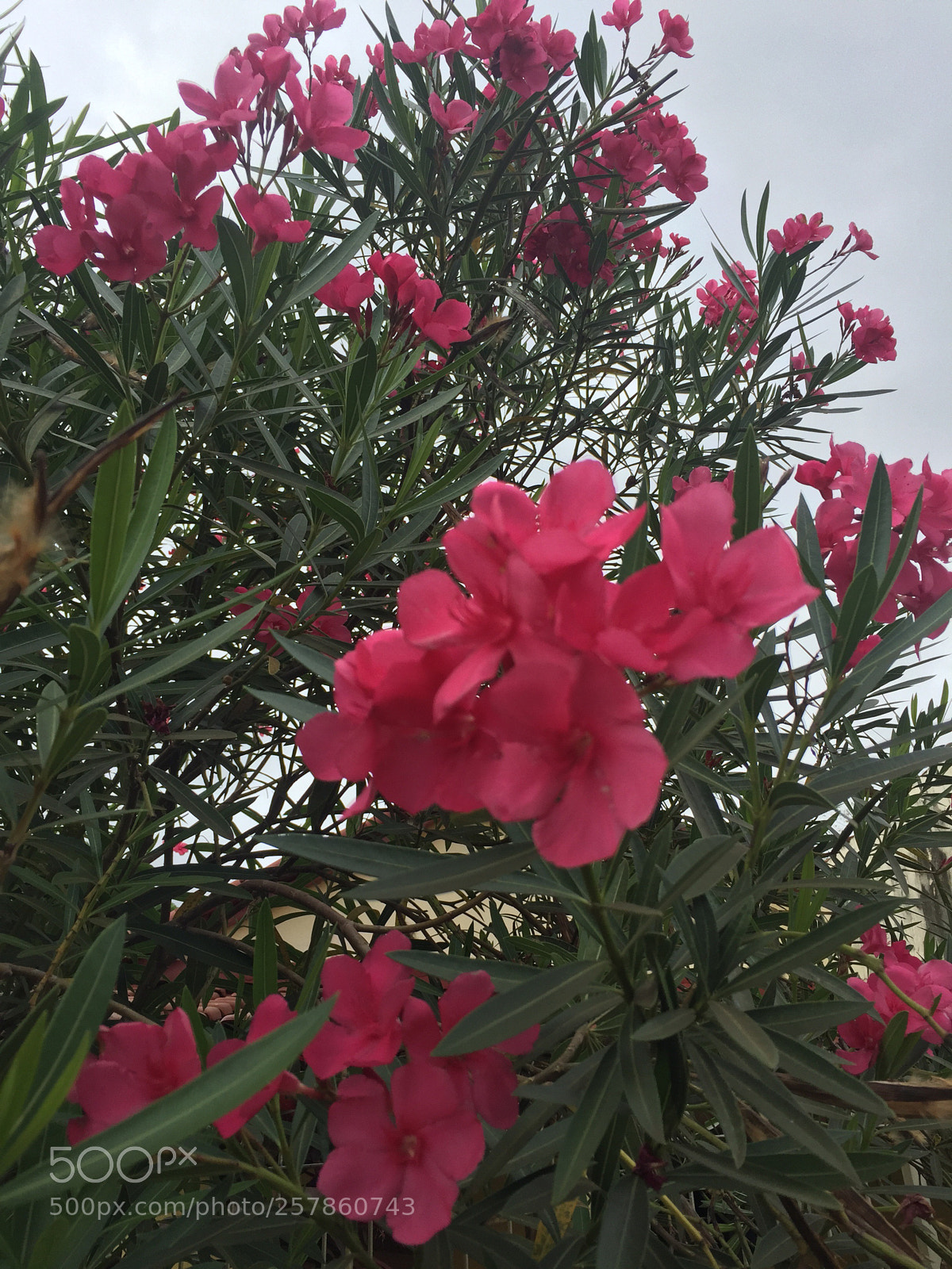 Apple iPhone 6 sample photo. Espirradeira  photography