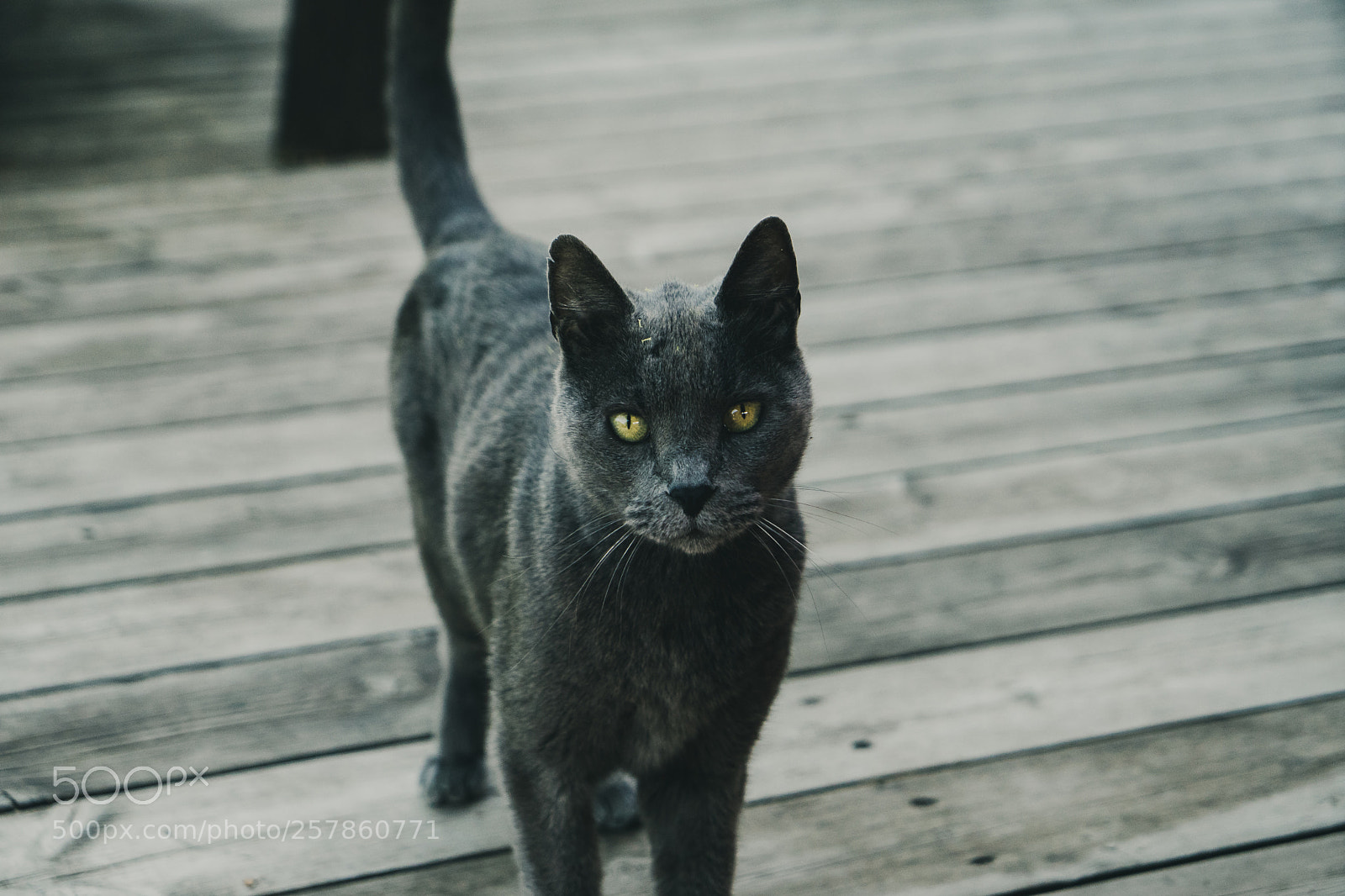 Sony a7 II sample photo. Edward ilin.    "katalina" photography