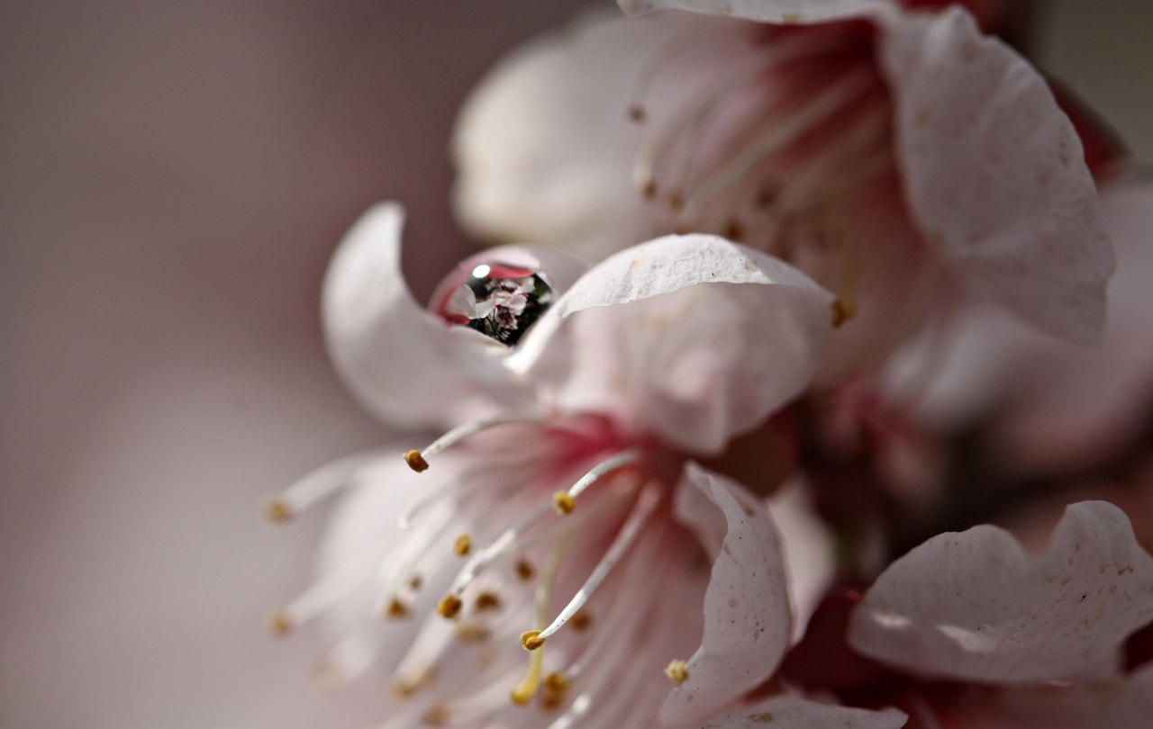 Canon EF 100mm F2.8L Macro IS USM sample photo. In spring .. photography