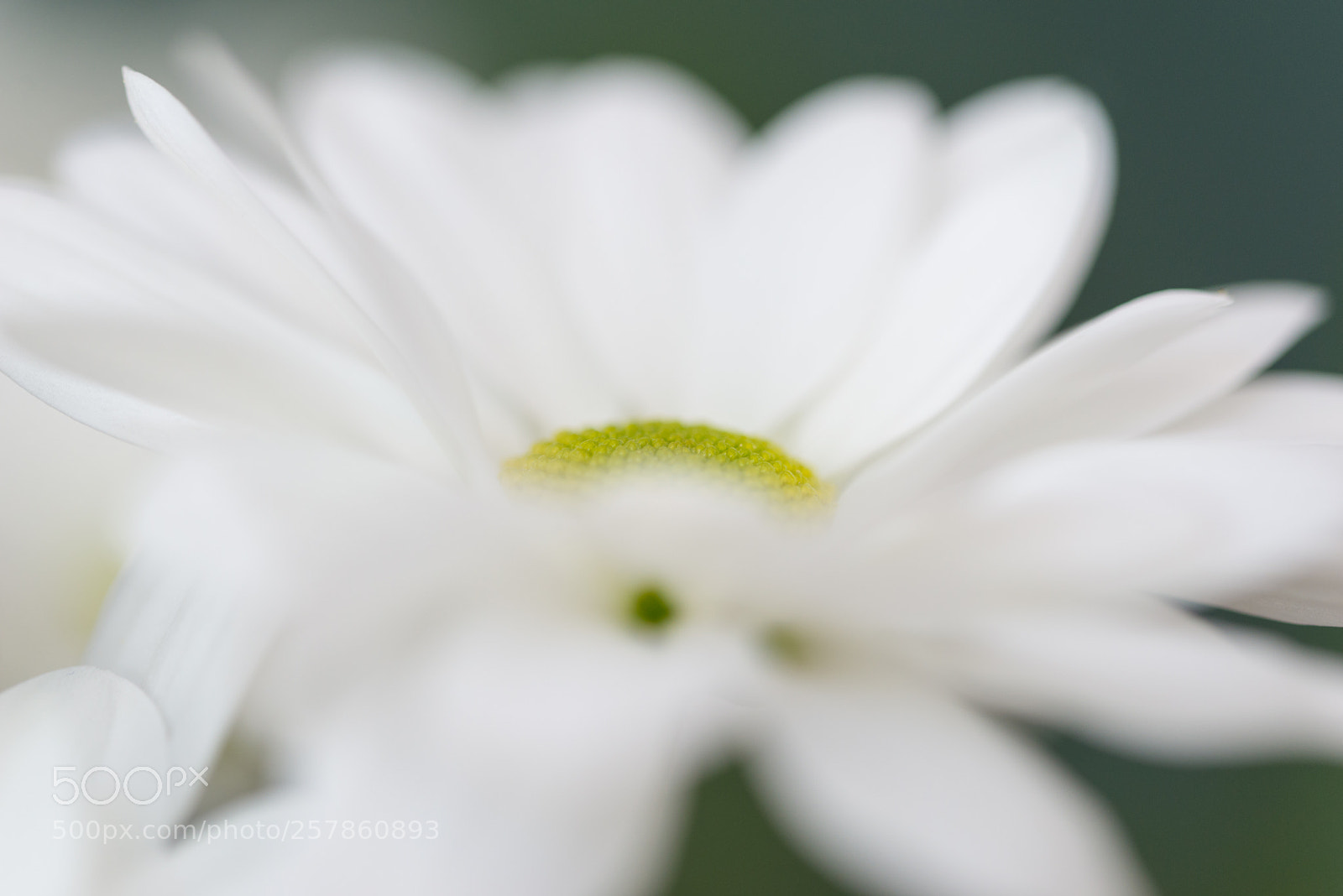 Nikon D610 sample photo. Flower photography