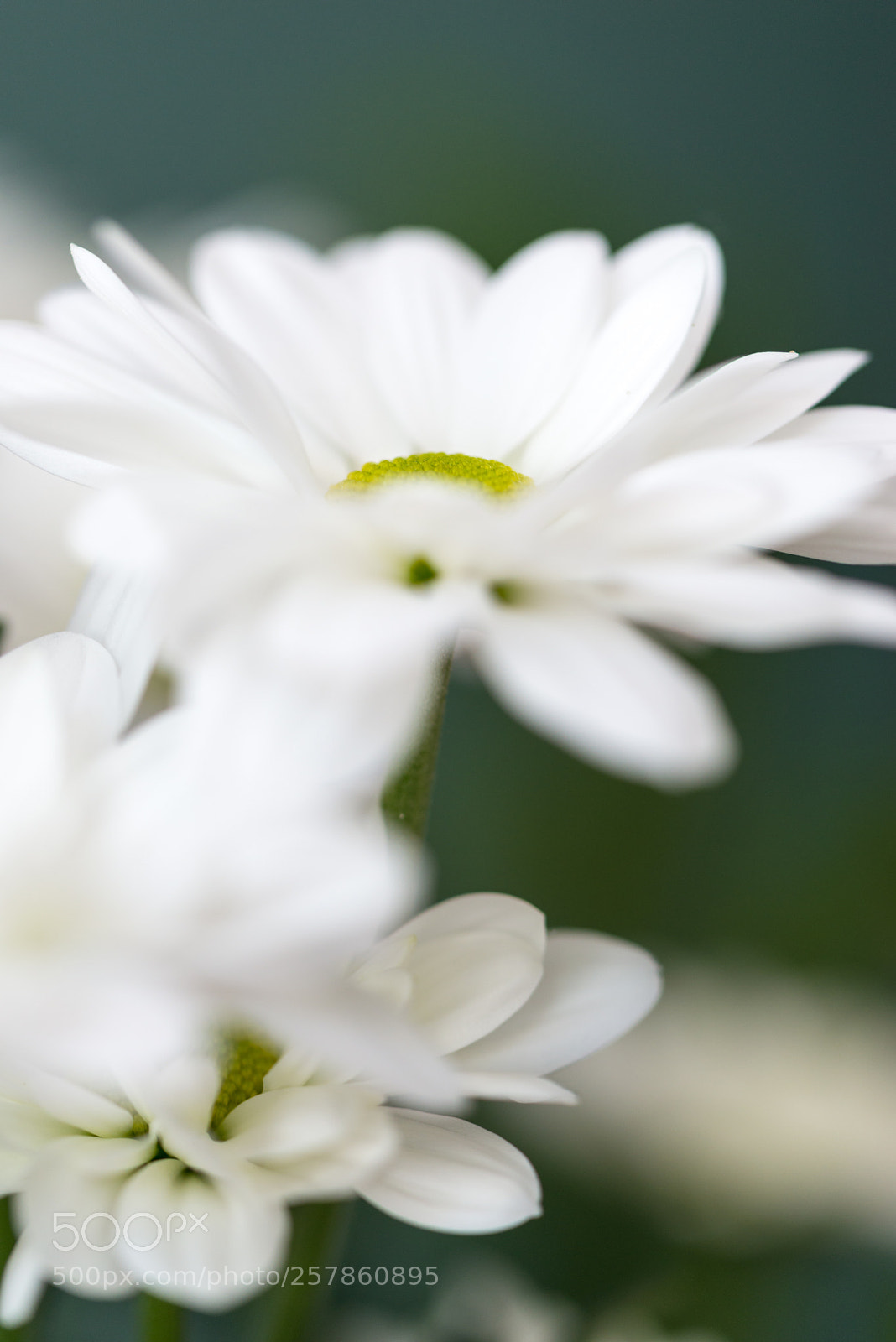 Nikon D610 sample photo. Flower photography