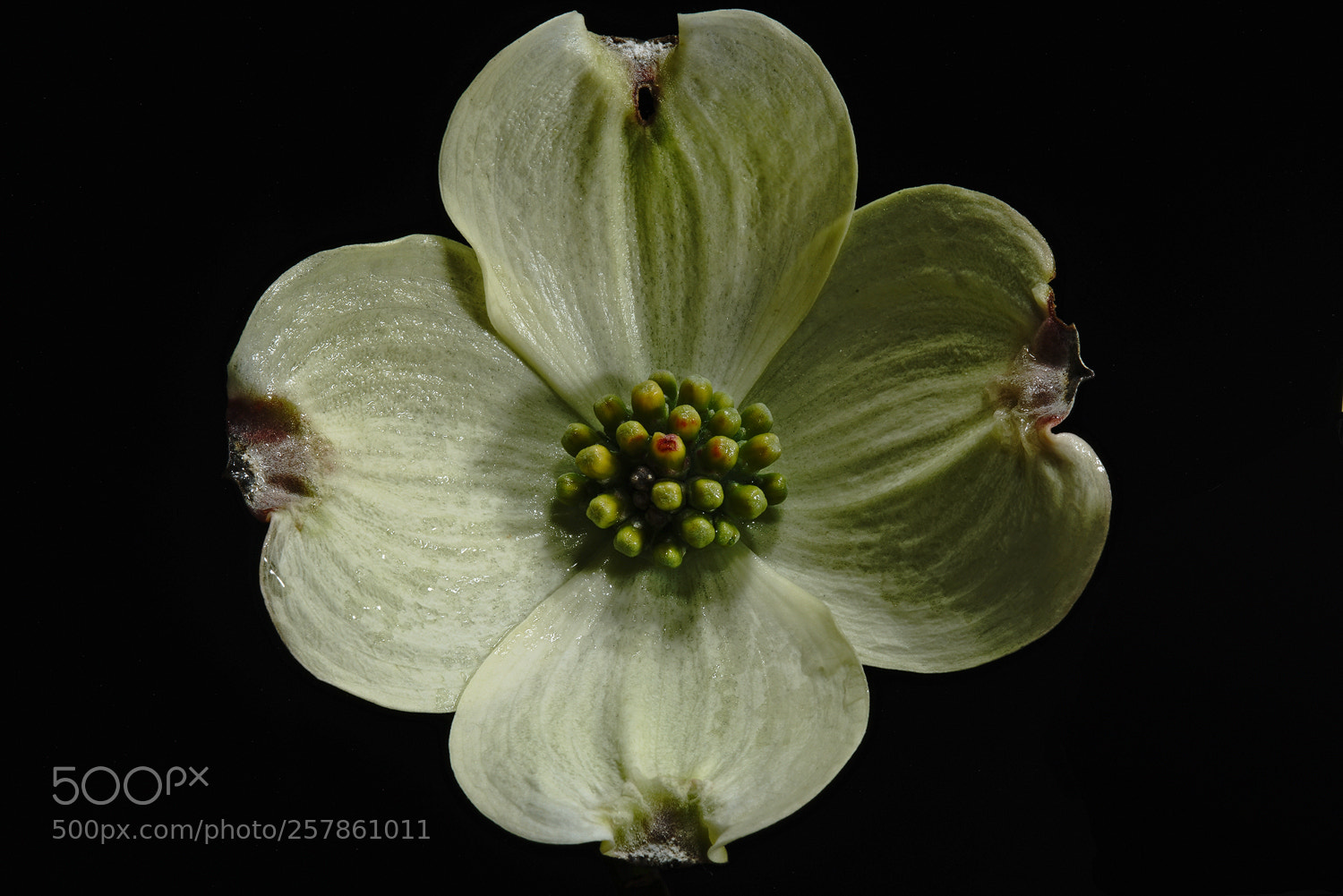 Sony a7R II sample photo. Newly minted dogwood photography