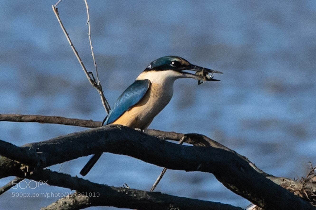 Nikon D500 sample photo. Sacred kingfisher k tare photography