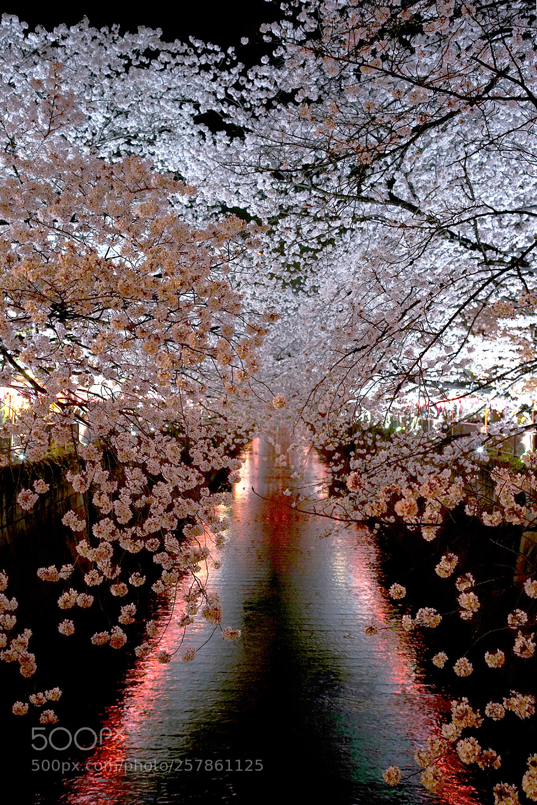 Sony a7R II sample photo. Meguro river photography