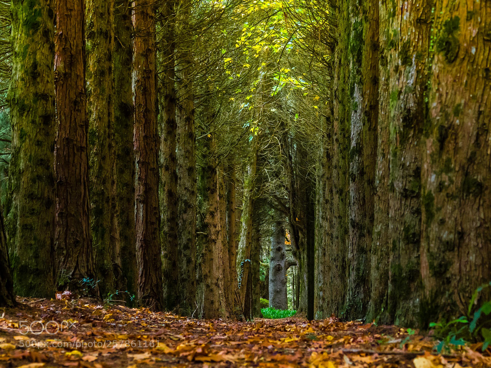 Olympus OM-D E-M1 Mark II sample photo. Forest shadows photography