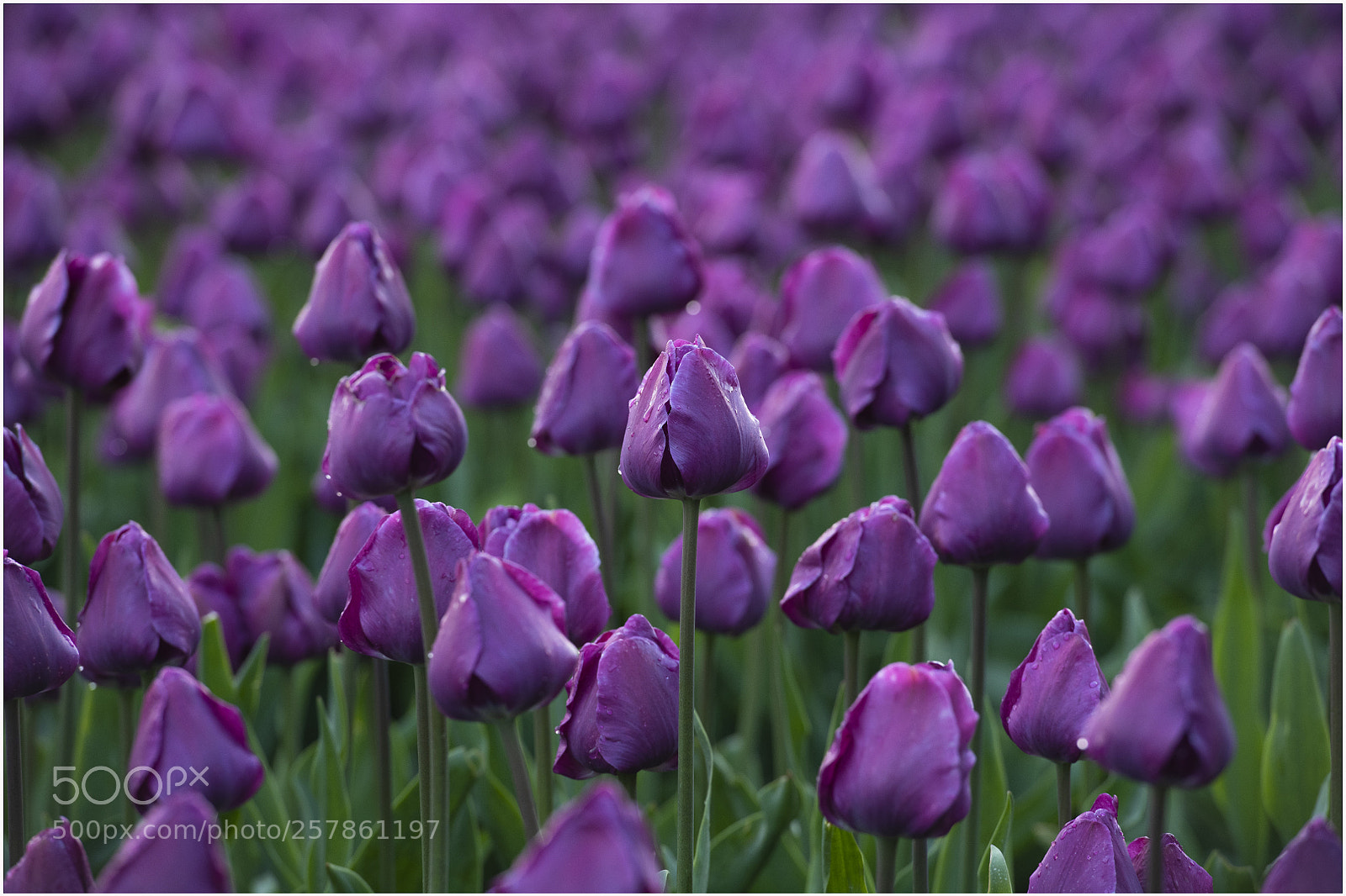 Nikon D850 sample photo. Tulips photography