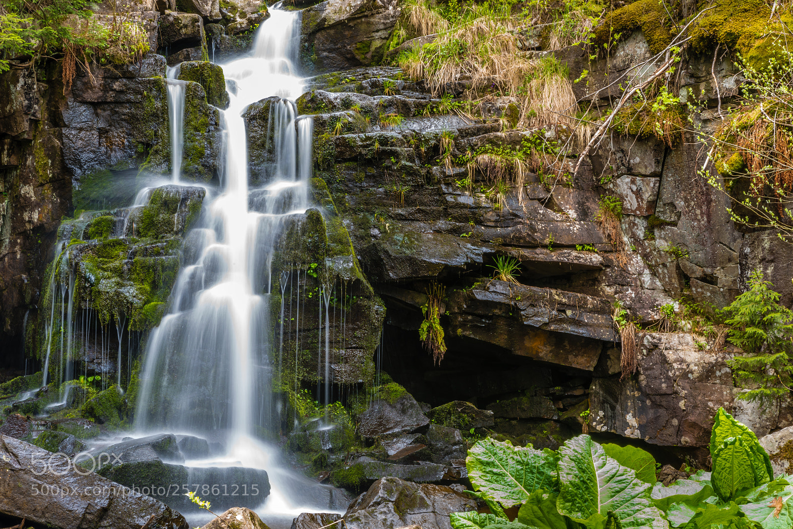 Nikon D750 sample photo. Veil of the forest photography