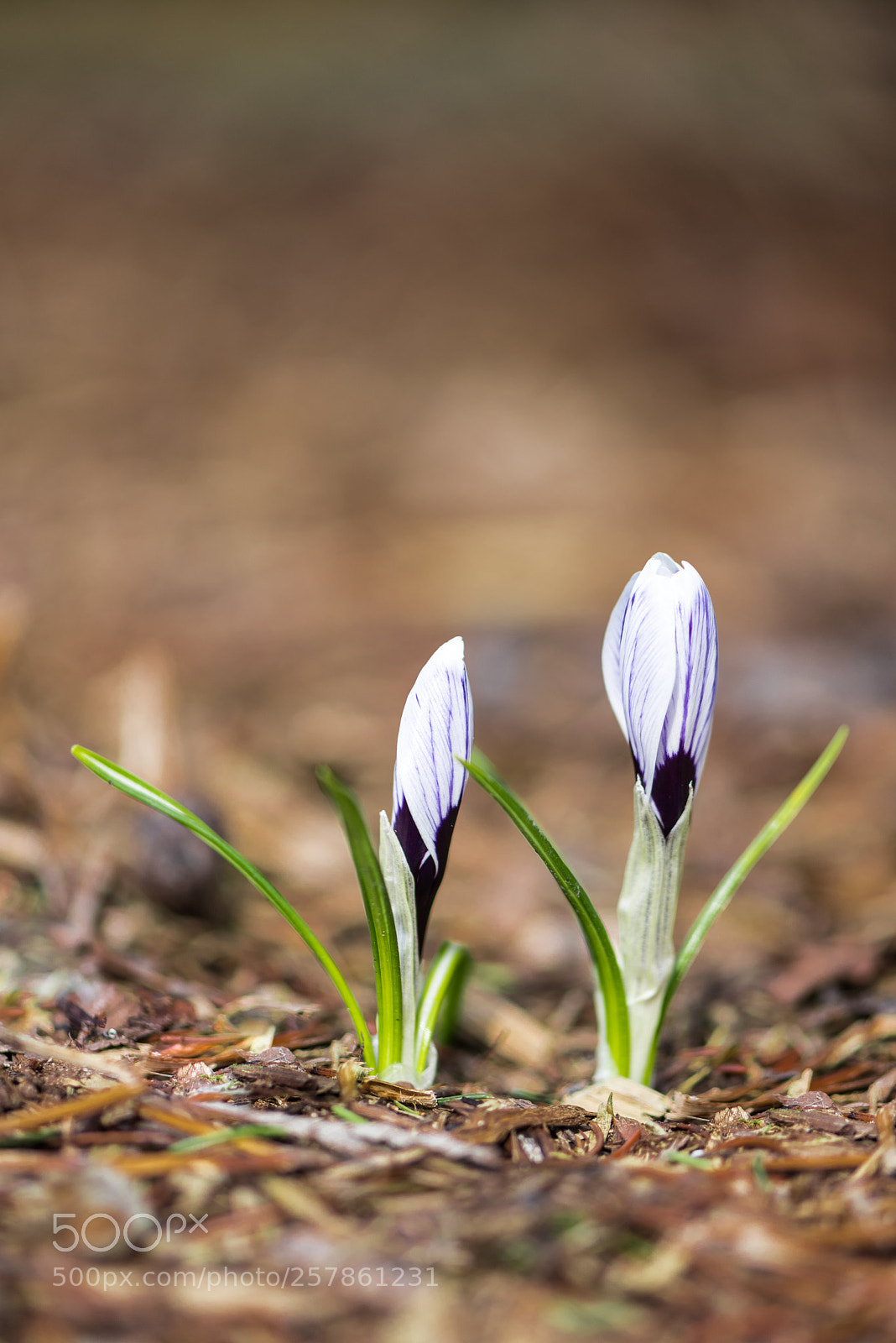 Nikon D750 sample photo. Printemps photography