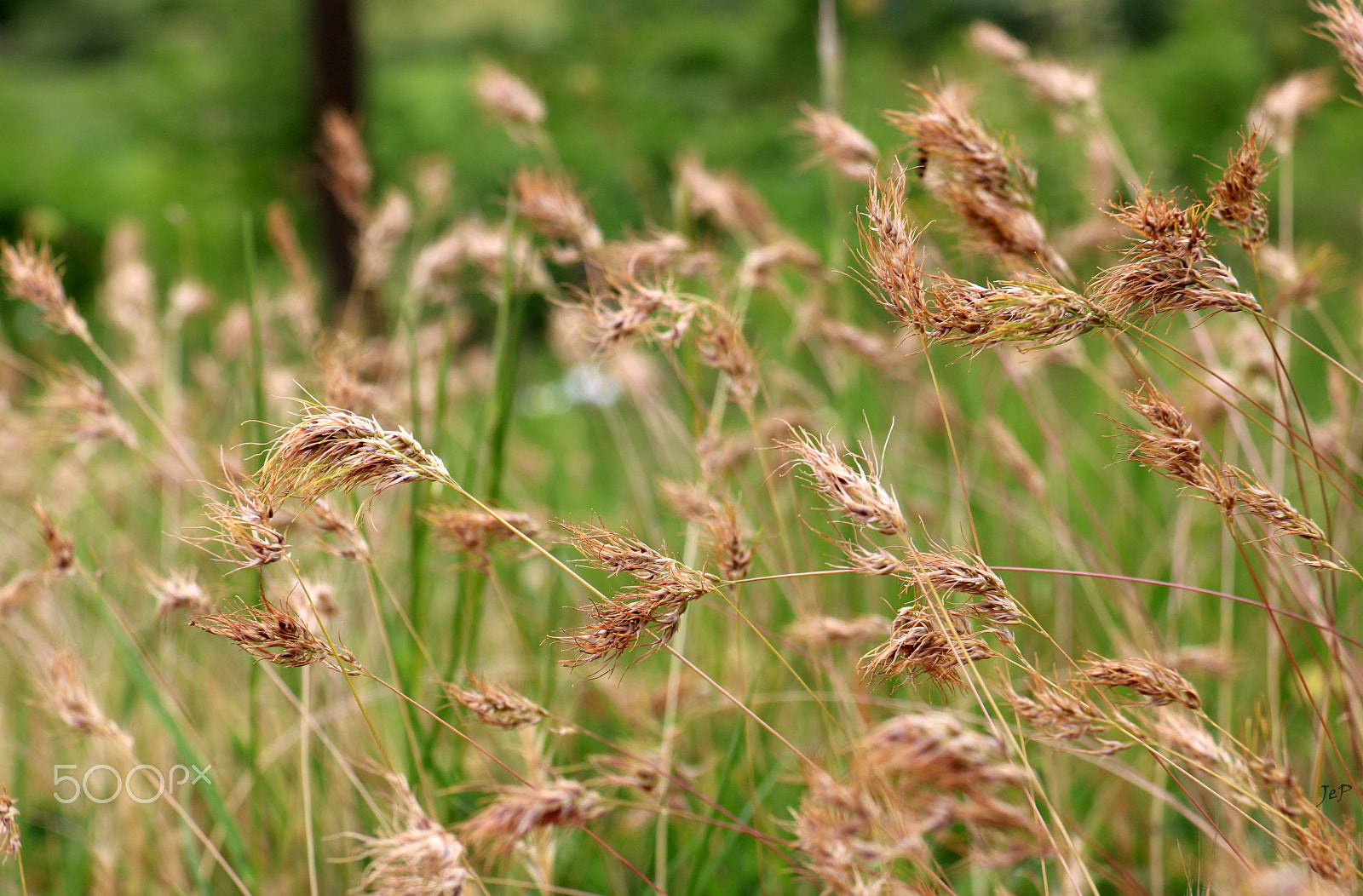 Canon EOS 760D (EOS Rebel T6s / EOS 8000D) sample photo. Hot day... photography