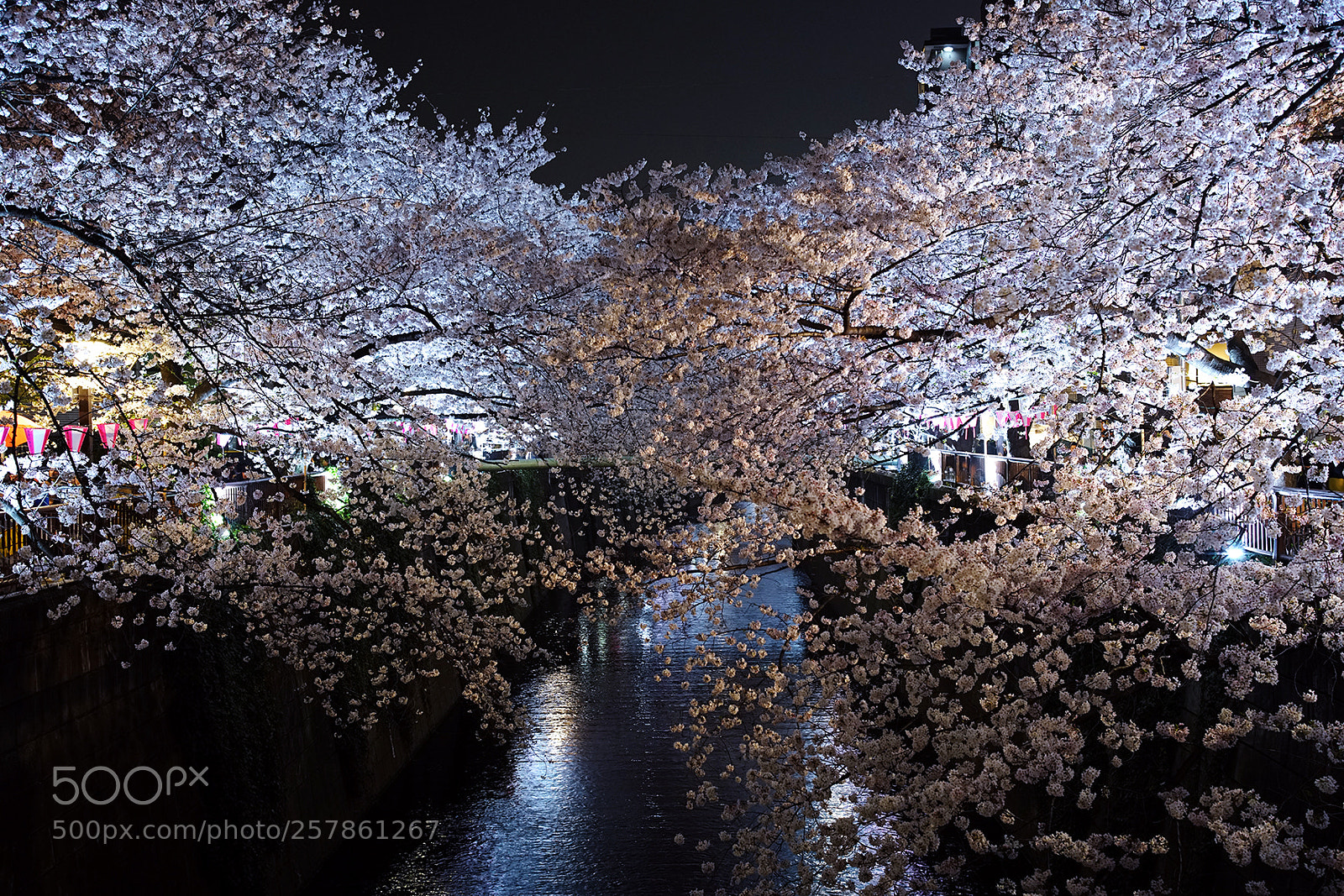 Sony a7R II sample photo. Meguro river2 photography
