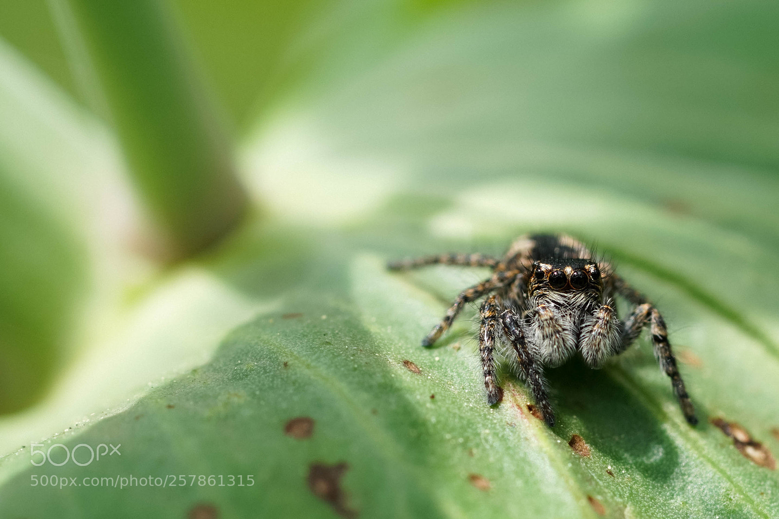 Sony a6500 sample photo. Spider photography