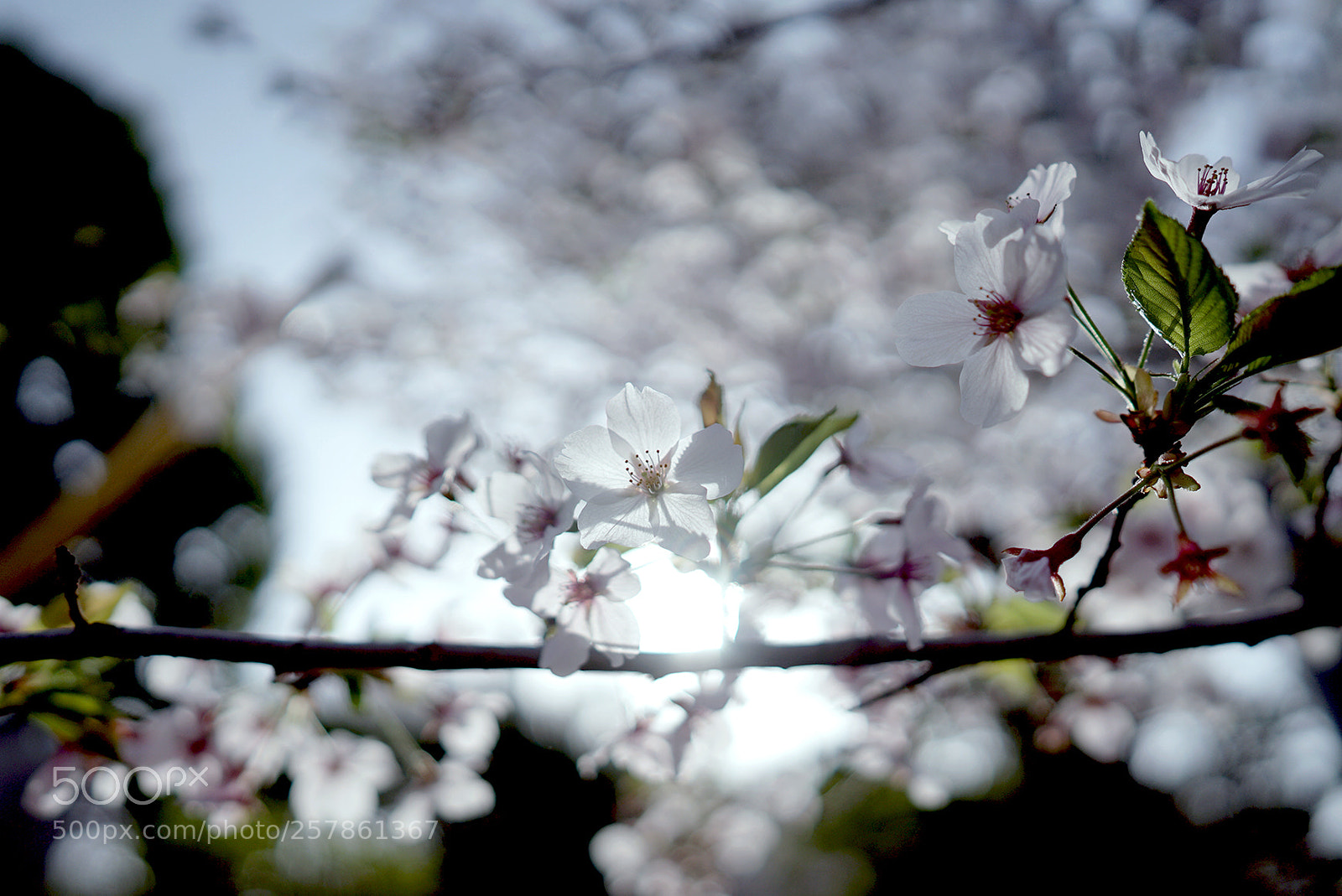 Sony a7S sample photo. Cherry blossom photography