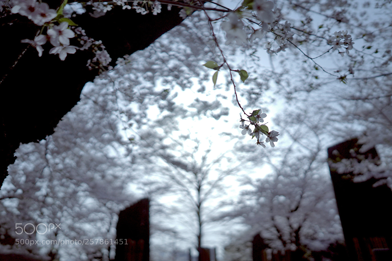 Sony a7S sample photo. Cherry blossom photography