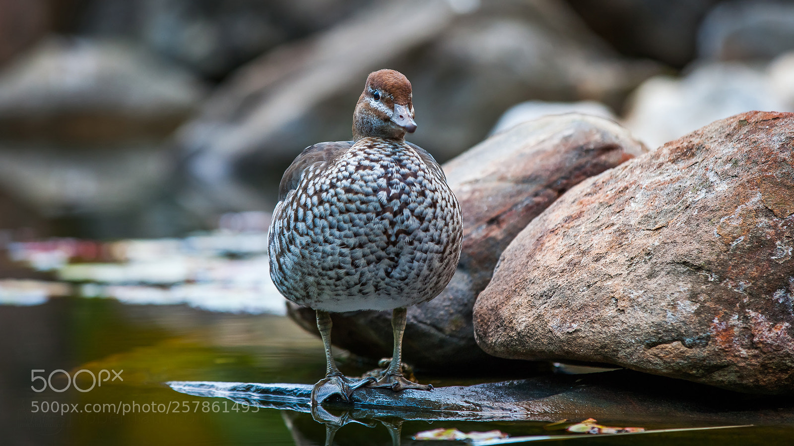 Canon EOS 5D Mark II sample photo. Because ducks rock photography