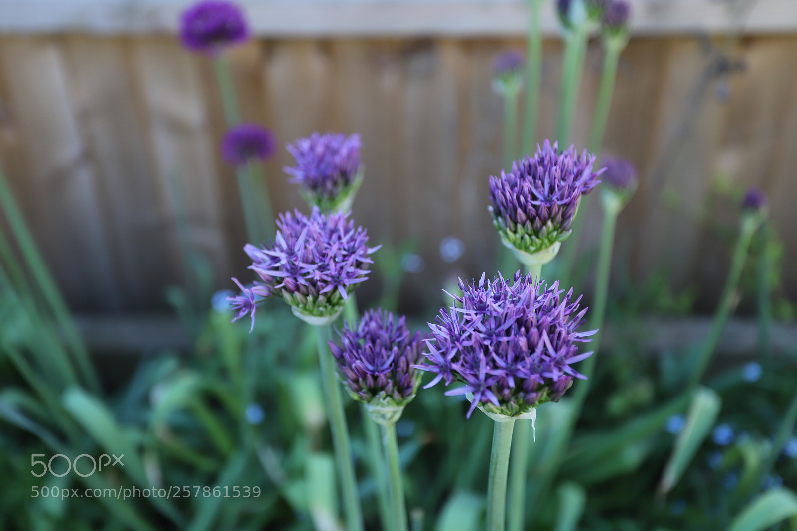Canon EOS 6D Mark II sample photo. Alliums in the garden photography