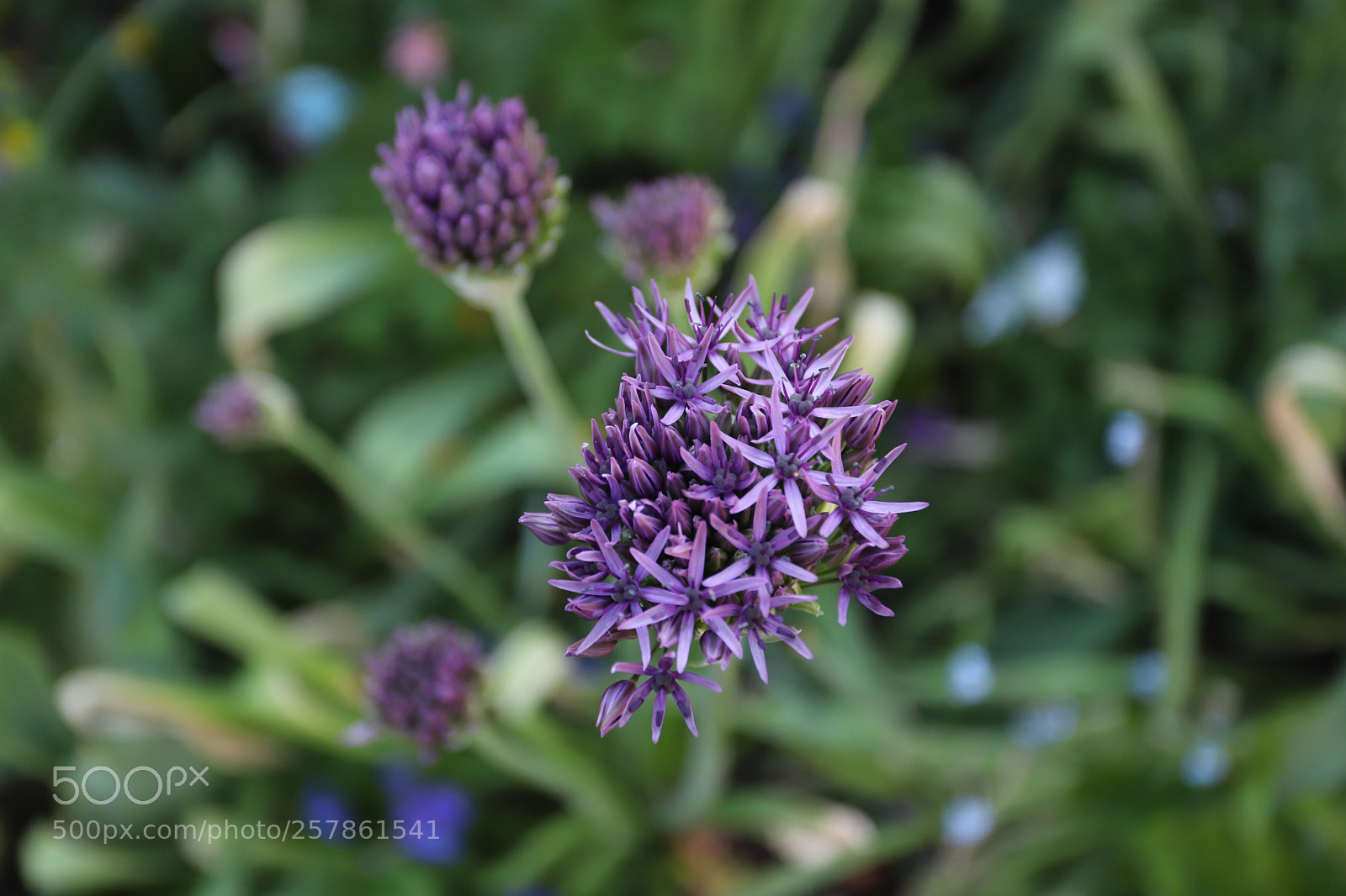 Canon EOS 6D Mark II sample photo. Alliums in the garden photography