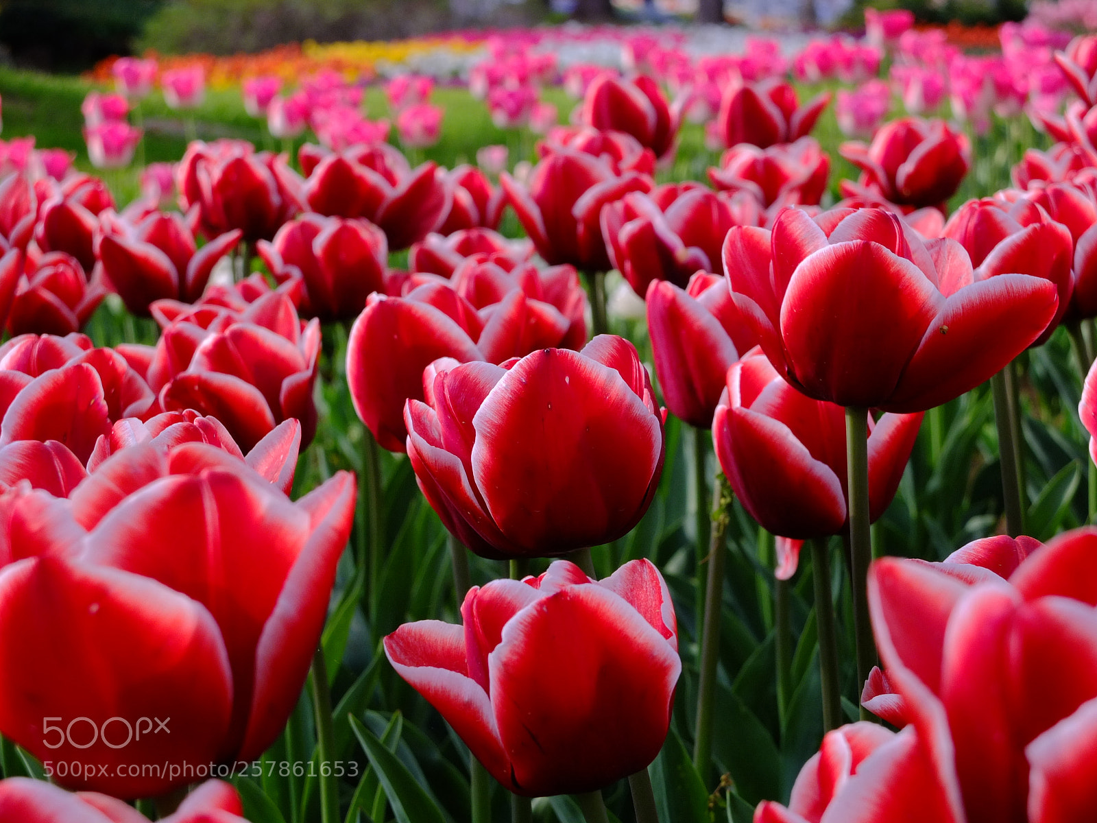 Fujifilm X10 sample photo. Tulips photography