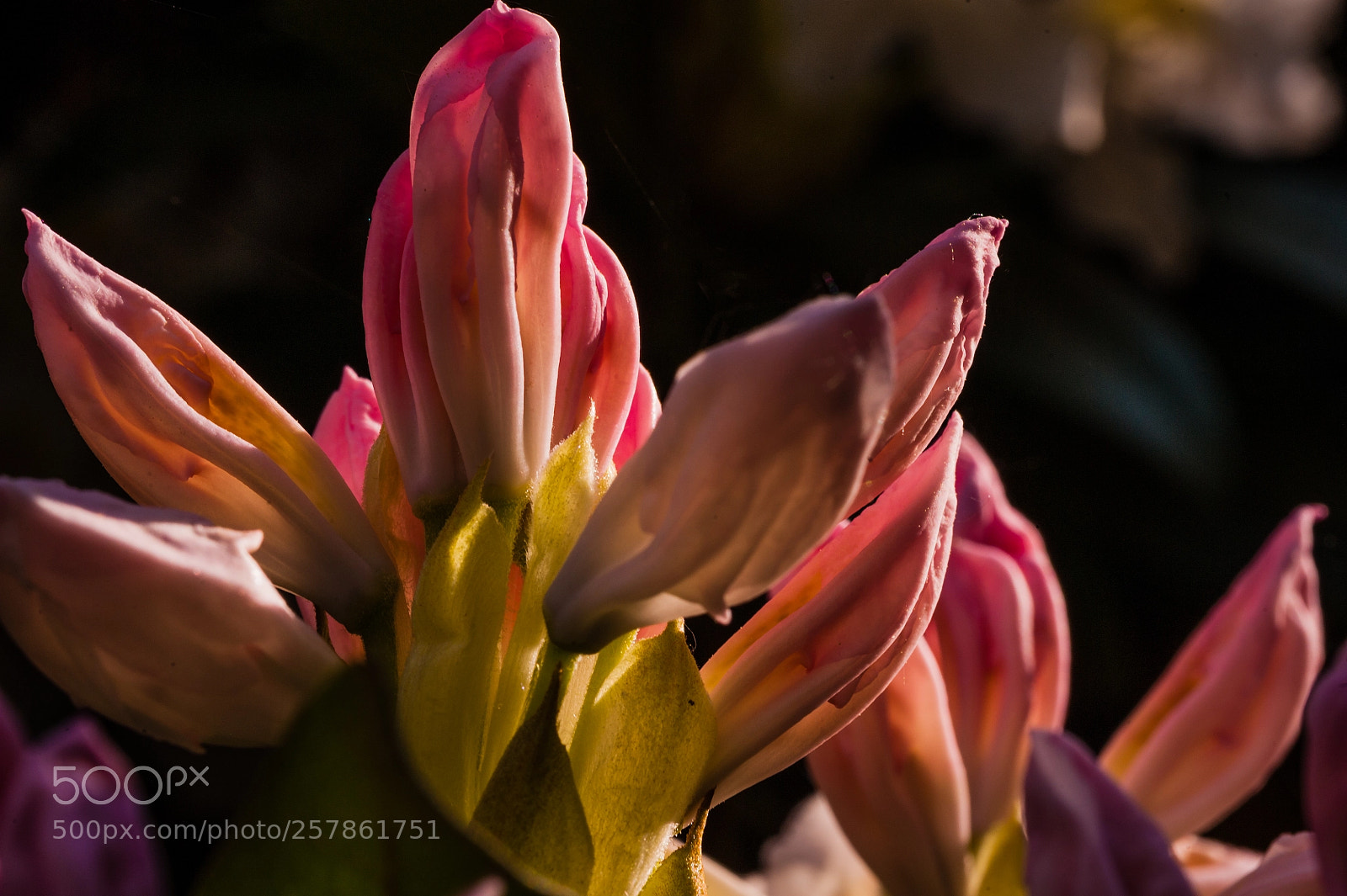 Nikon D700 sample photo. Untitled photography