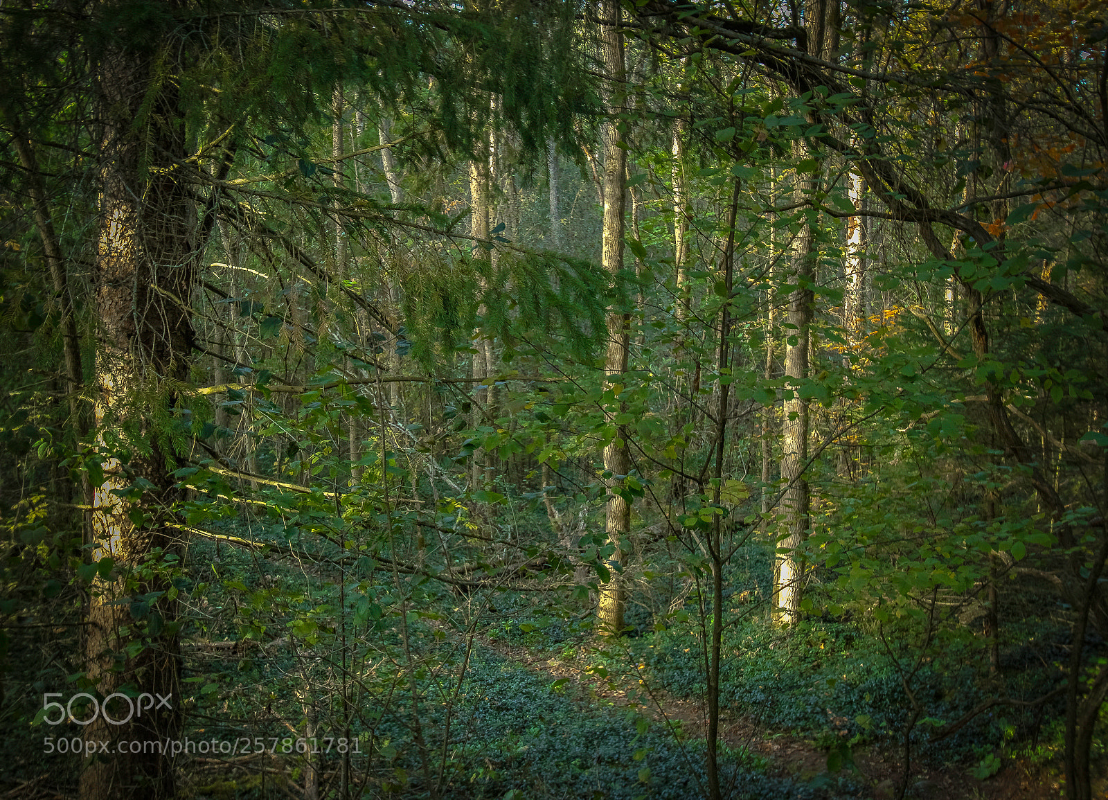 Canon EOS 600D (Rebel EOS T3i / EOS Kiss X5) sample photo. King city trail photography