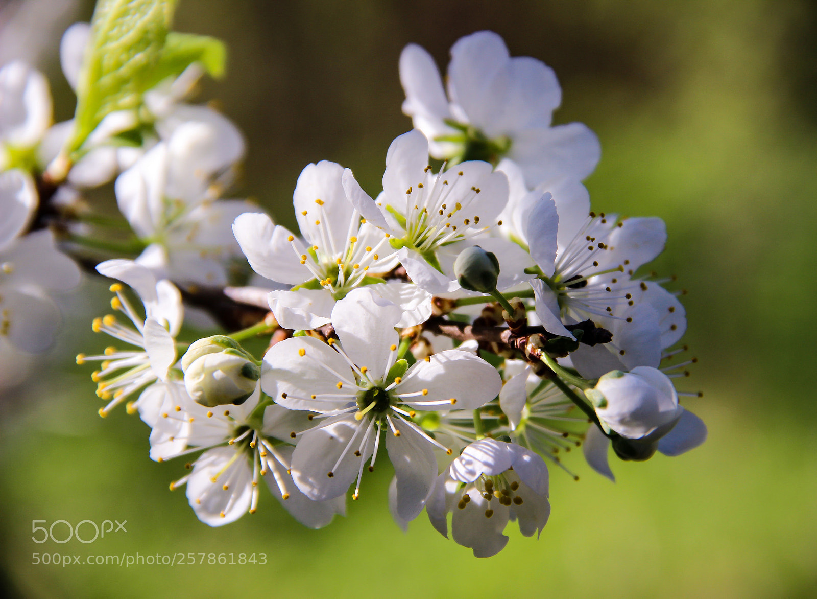 Canon EOS 600D (Rebel EOS T3i / EOS Kiss X5) sample photo. Blooming spring photography