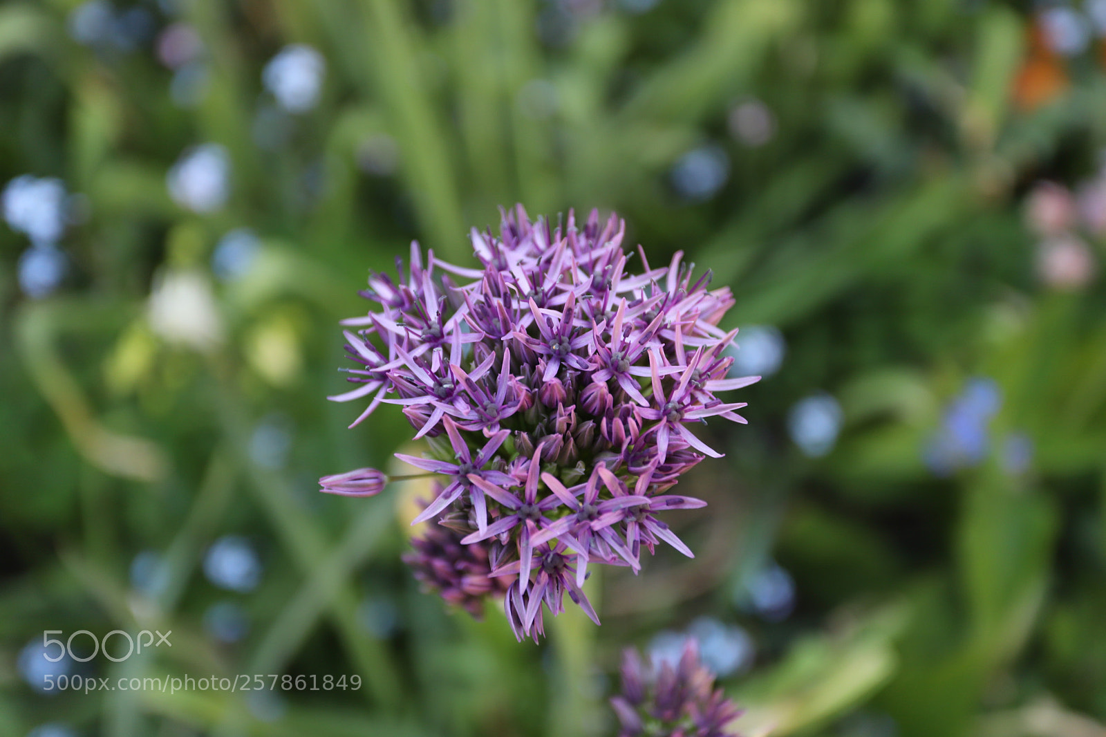 Canon EOS 6D Mark II sample photo. Alliums in the garden photography