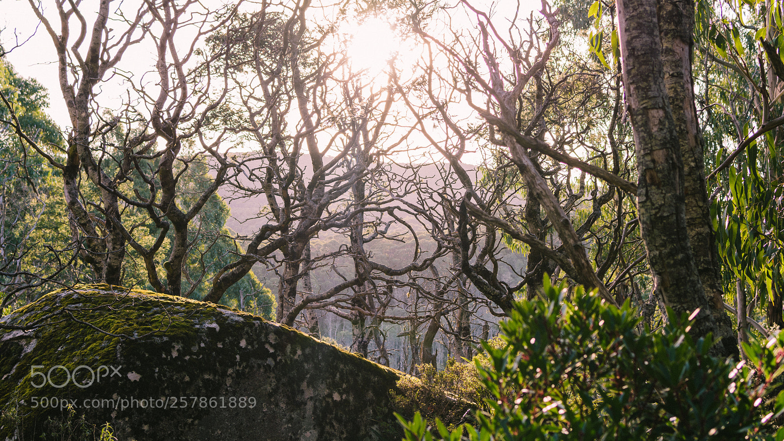Nikon D7200 sample photo. Creepy skeleton trees photography
