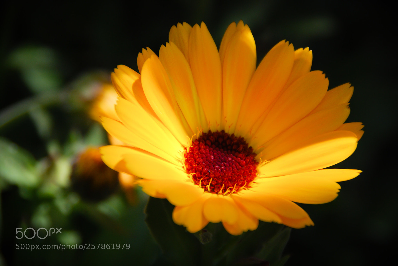 Nikon D60 sample photo. Gentle touch of sunset photography